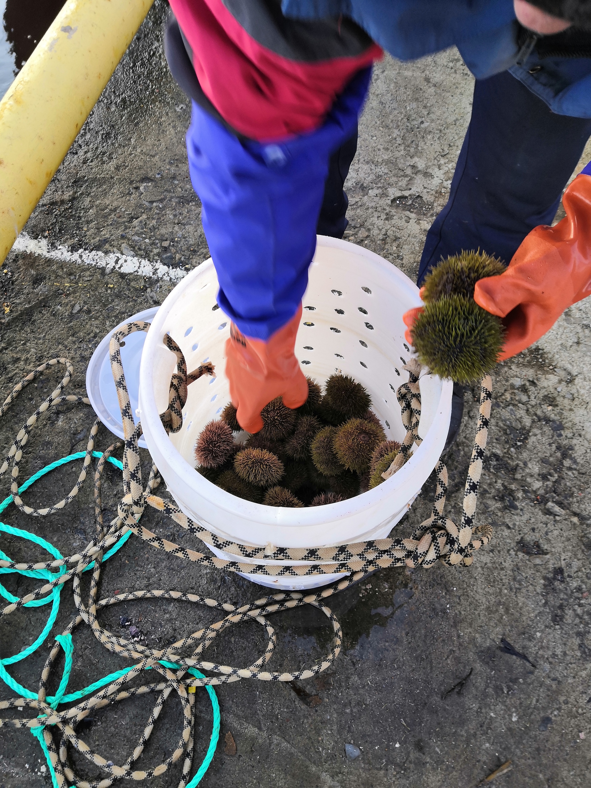 The hedgehogs are doing great! - My, Murmansk, Kola Bay, Sea urchin, Longpost