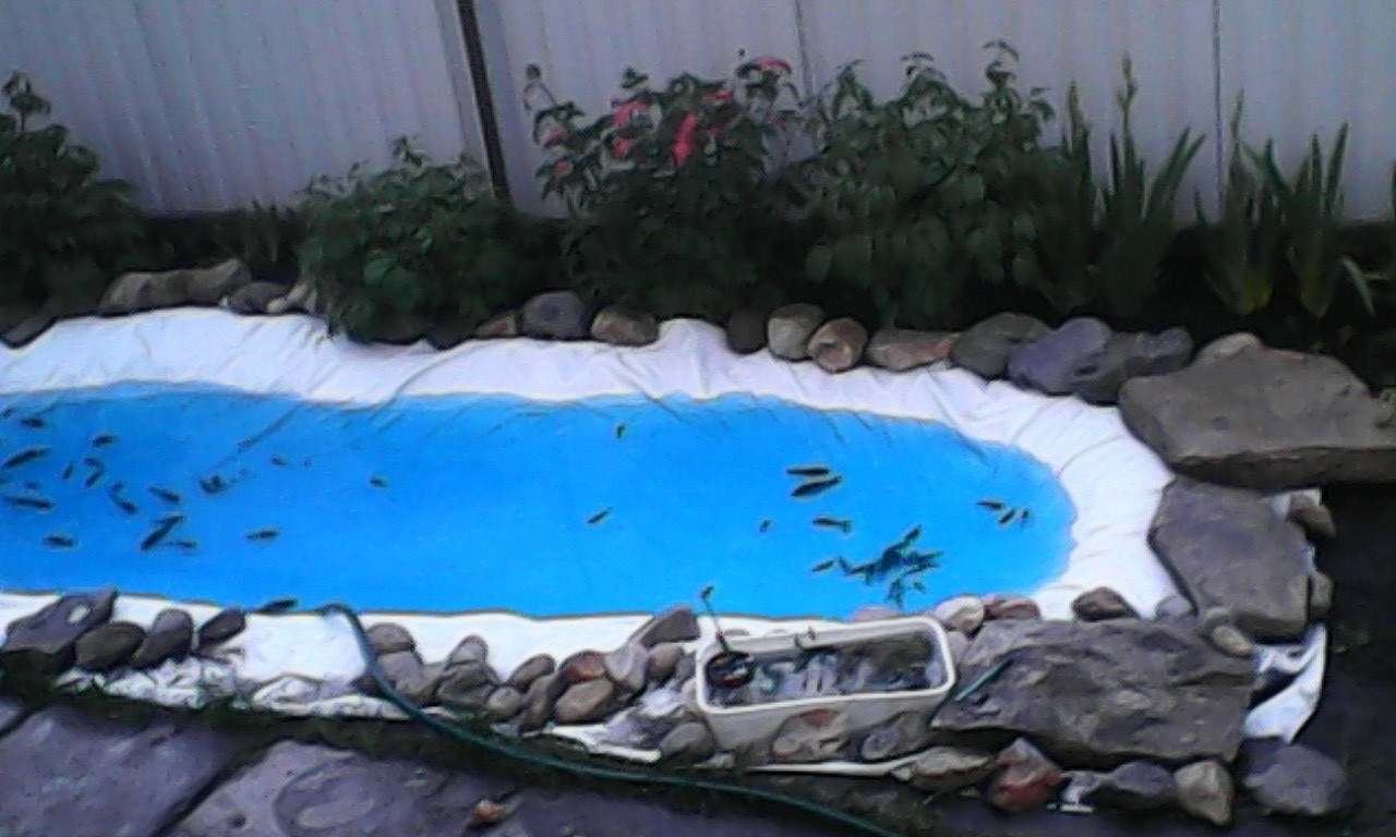 artificial reservoir - My, Garden, Garden, , Pond, Water, Carp, A fish, Longpost