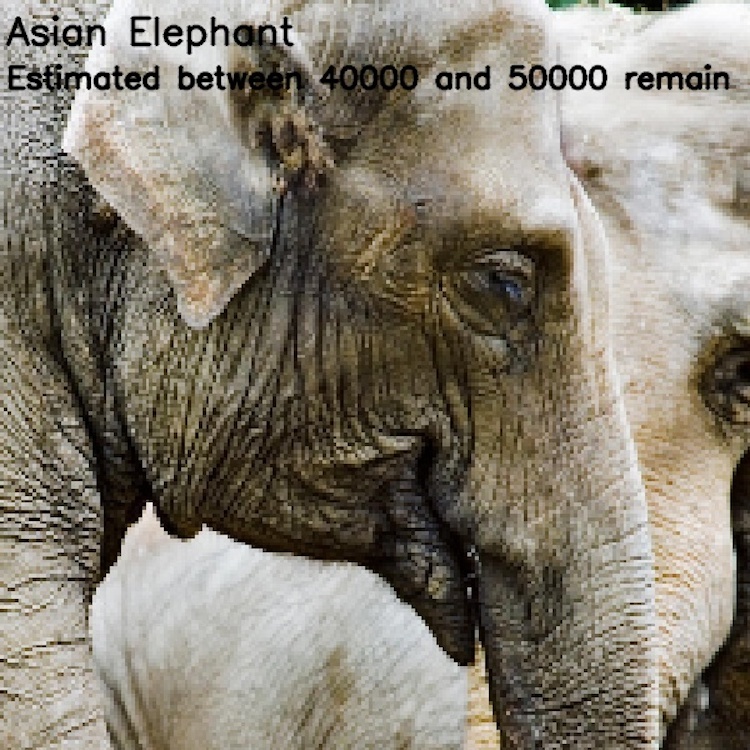 The number of pixels is equal to the number of endangered species - wildlife, Endangered species, Pixel, Comparison, Longpost