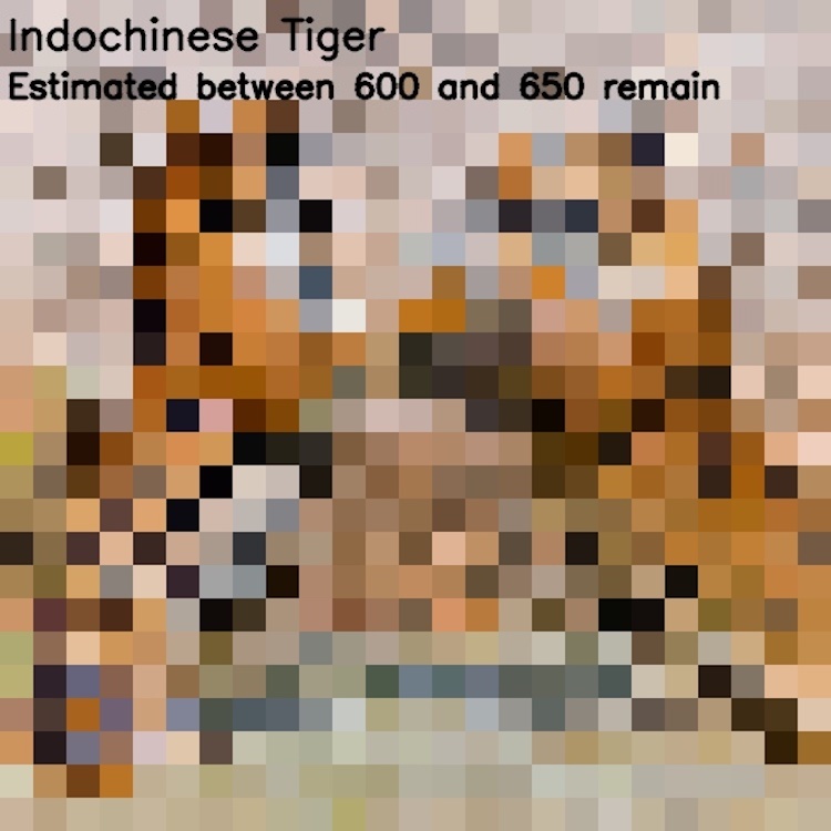 The number of pixels is equal to the number of endangered species - wildlife, Endangered species, Pixel, Comparison, Longpost