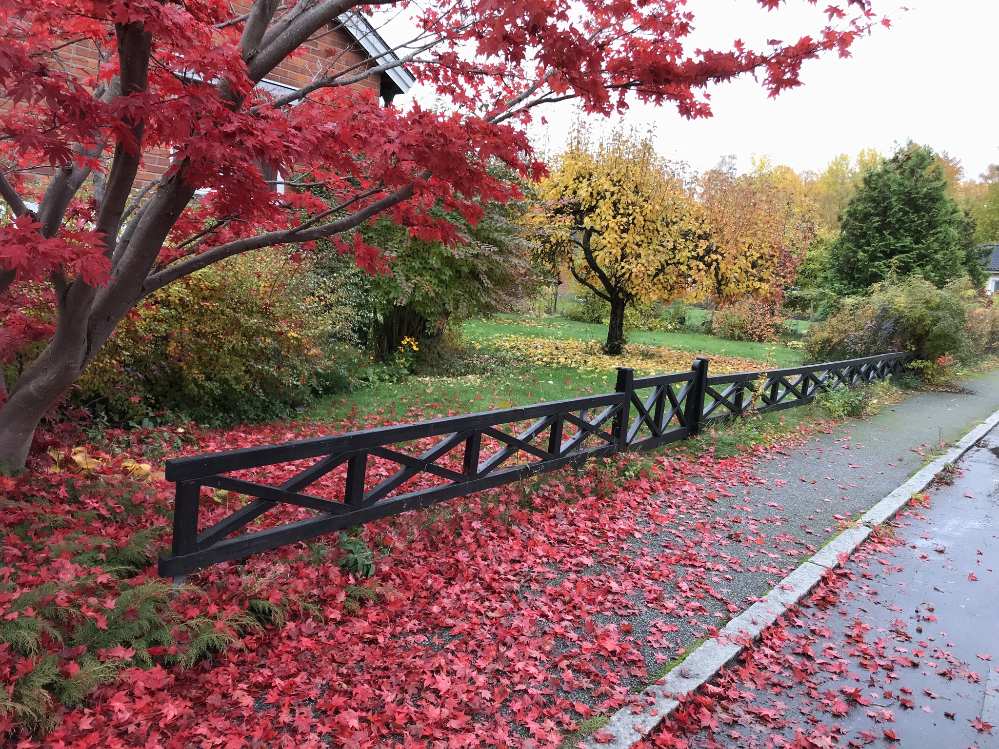 Autumn traffic light - My, Autumn, beauty of nature