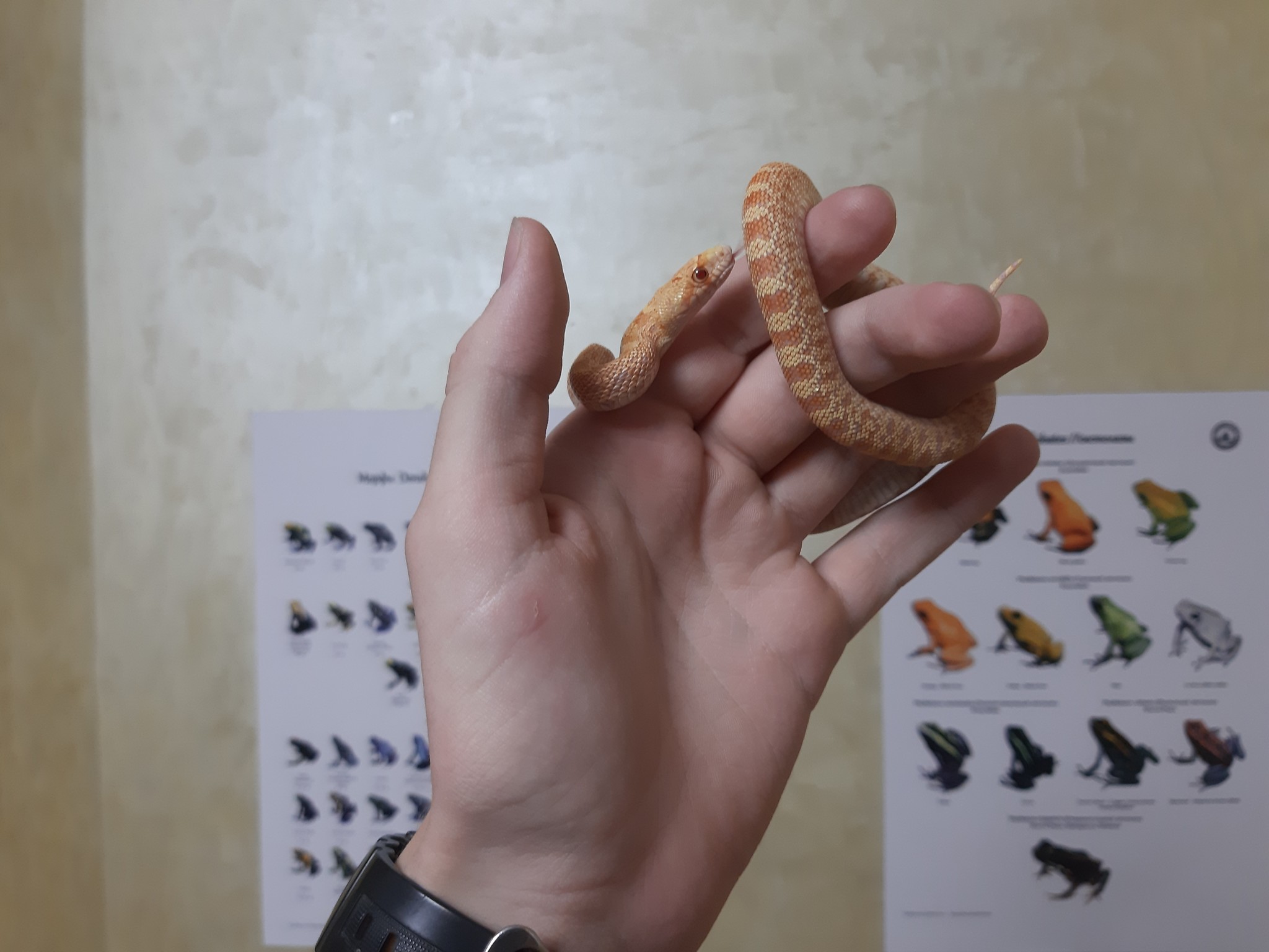 A small reviewer of a part of my collection of reptiles and amphibians / Gopher snakes - My, Snake, Pet, Terrariumistics, Exotic, Hobby, Longpost, Pets