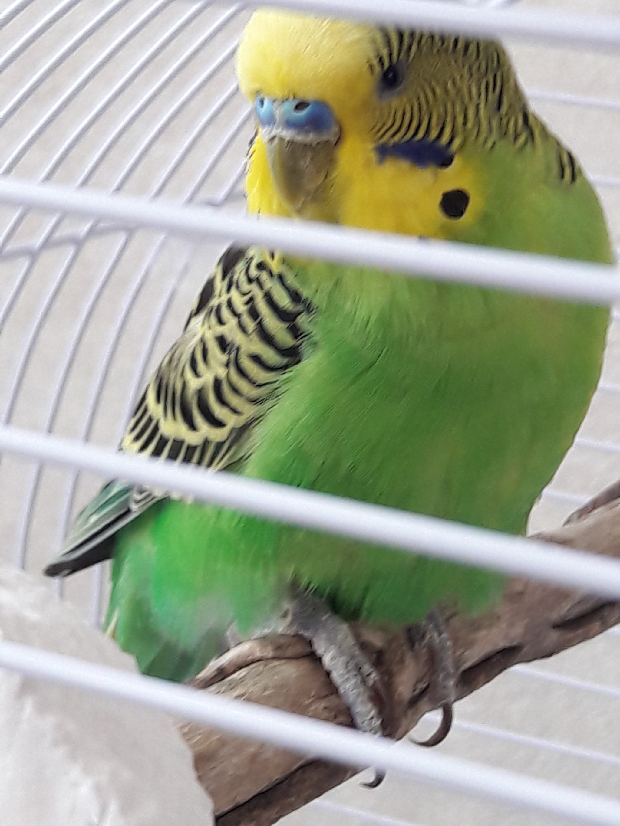 The problem with parrots - My, A parrot, Budgies, Ornithology League, Ornithology, No rating, Longpost