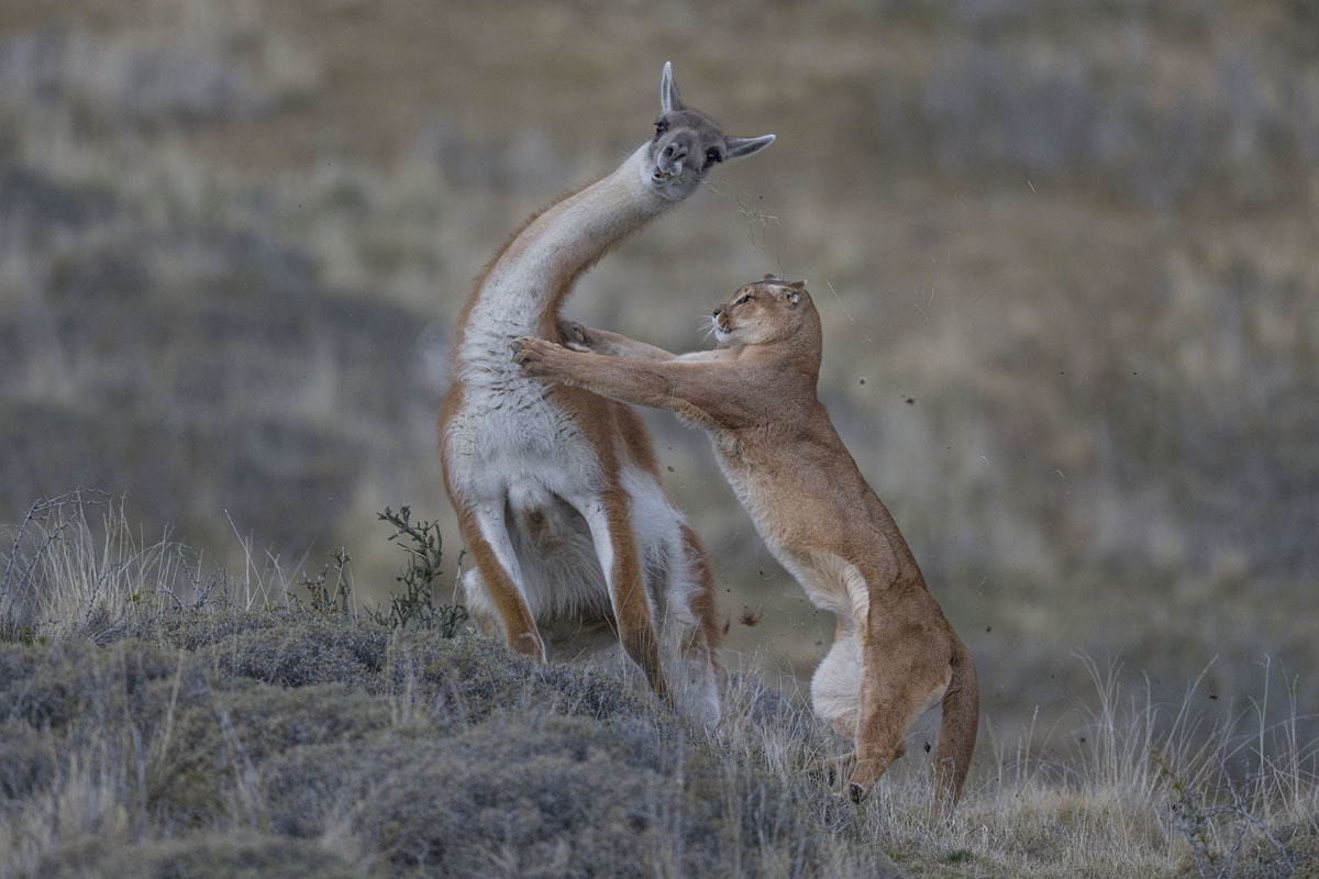 Best Wildlife Photos of 2019 - The photo, Competition, Interesting, Informative, Translation, Longpost