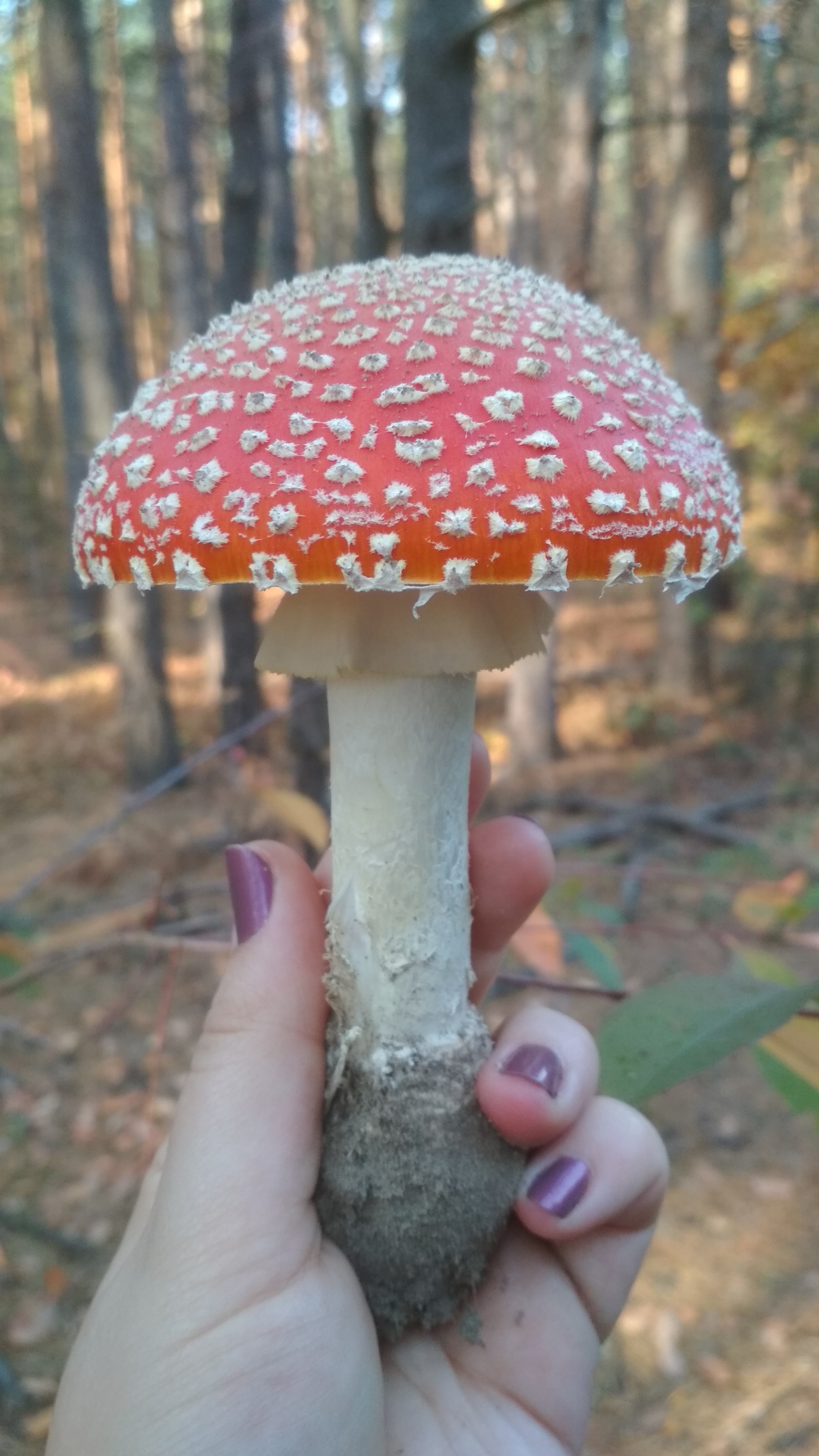 Amanita of the Plyuteev family - My, Fly agaric, Mushrooms, Silent hunt, Xiaomi redmi 4x, Kiev, Toadstool, Longpost