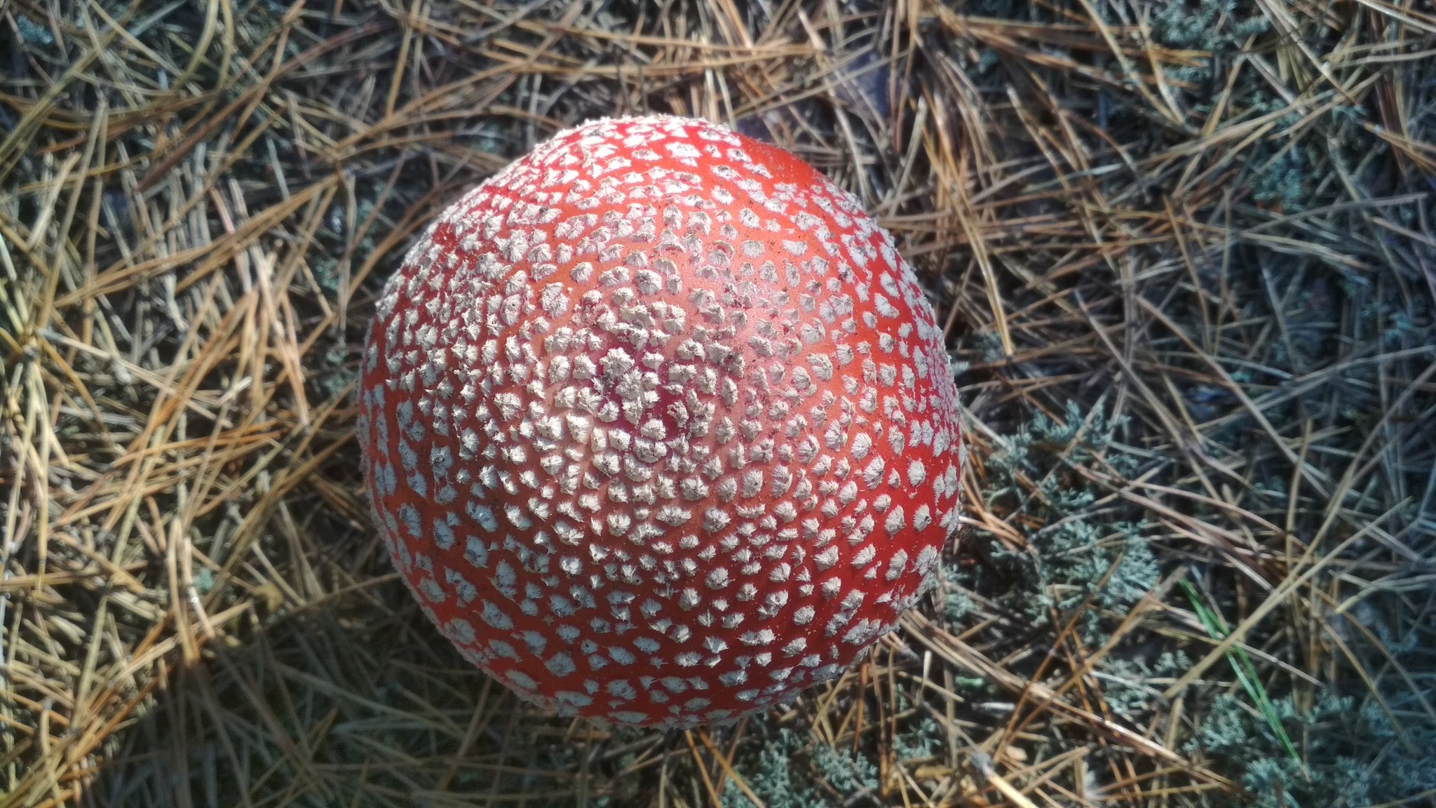 Amanita of the Plyuteev family - My, Fly agaric, Mushrooms, Silent hunt, Xiaomi redmi 4x, Kiev, Toadstool, Longpost