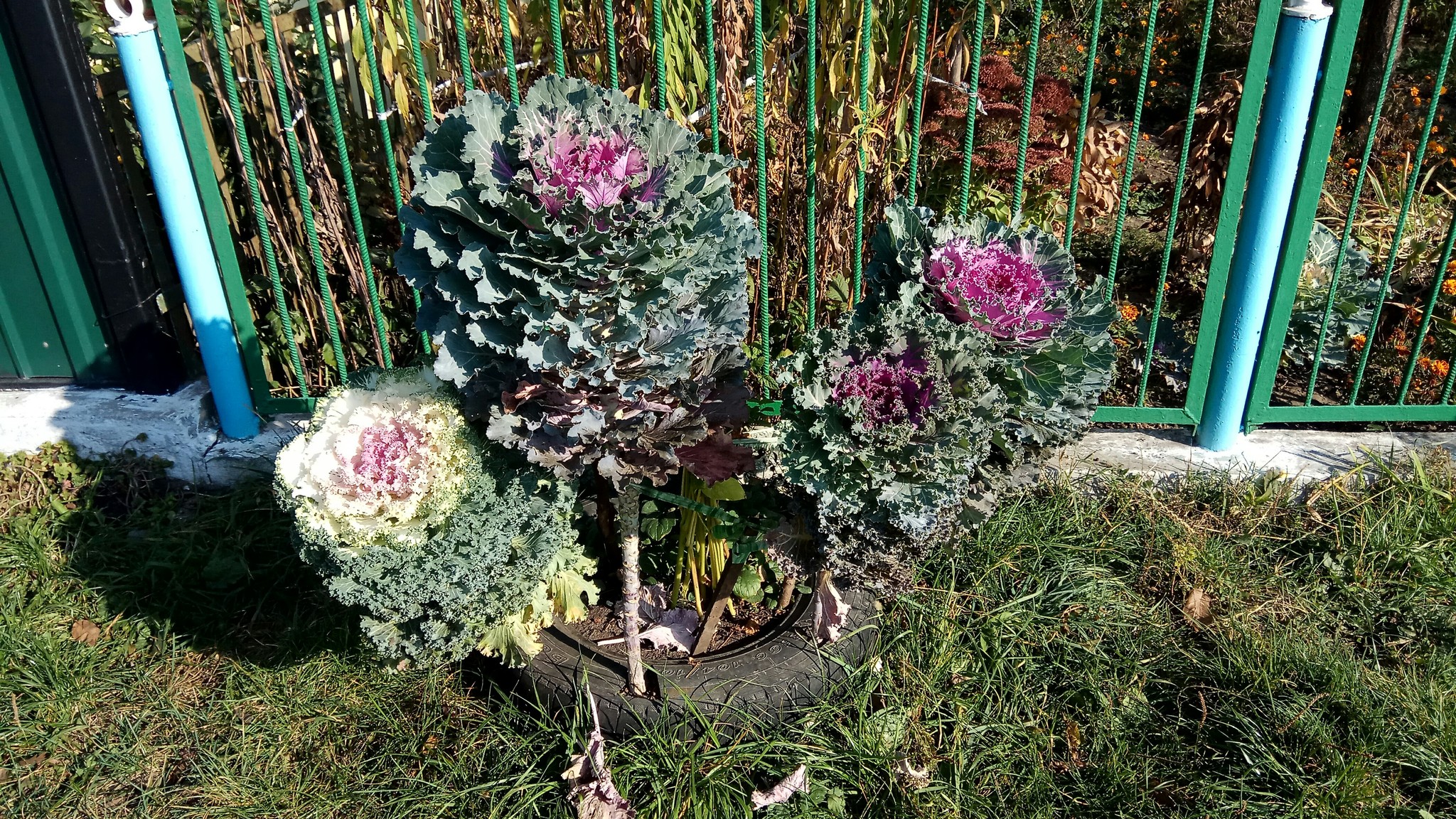 cabbage instead of flowers - My, Cabbage, Decor, Plants, Longpost