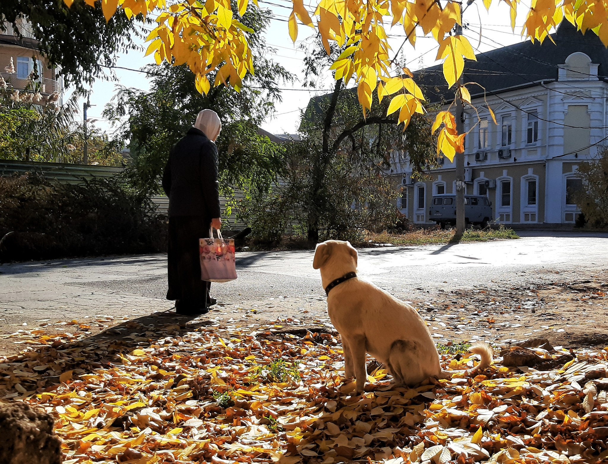 Astrakhan - My, The photo, Dog, Autumn, Stranger