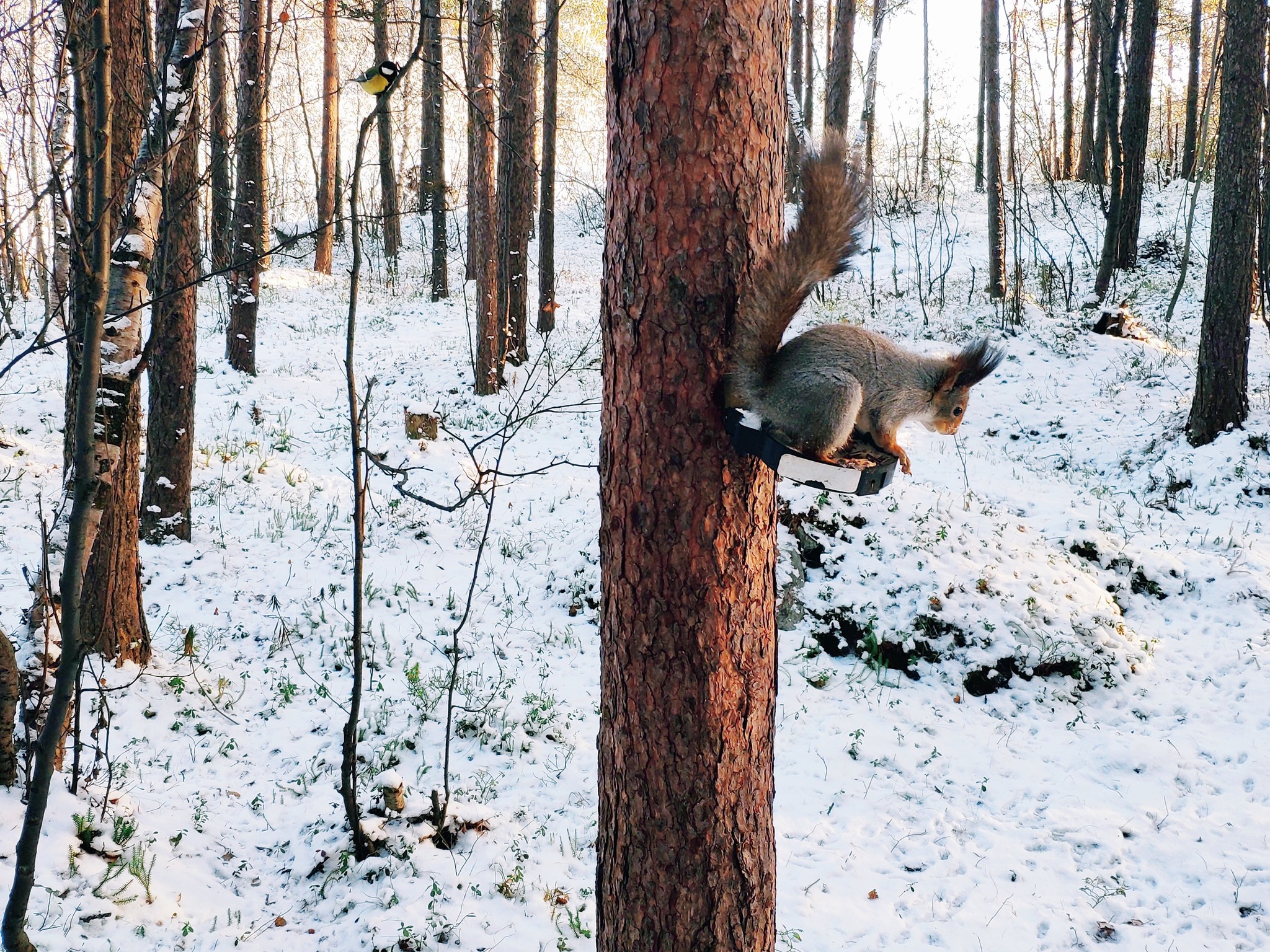 Can you find the tit in the photo?) And it is here)) - My, Squirrel, Tit, Forest, Landscape, Nature