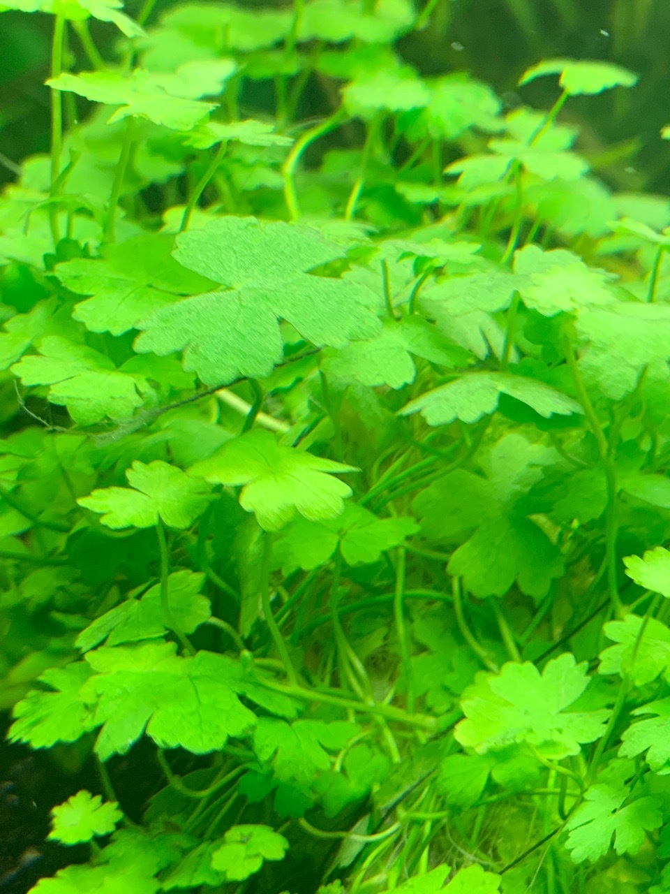 Question for the Aquarium League. I forgot the name of the plant. - My, Aquarium, Aquarium, Aquarium plants