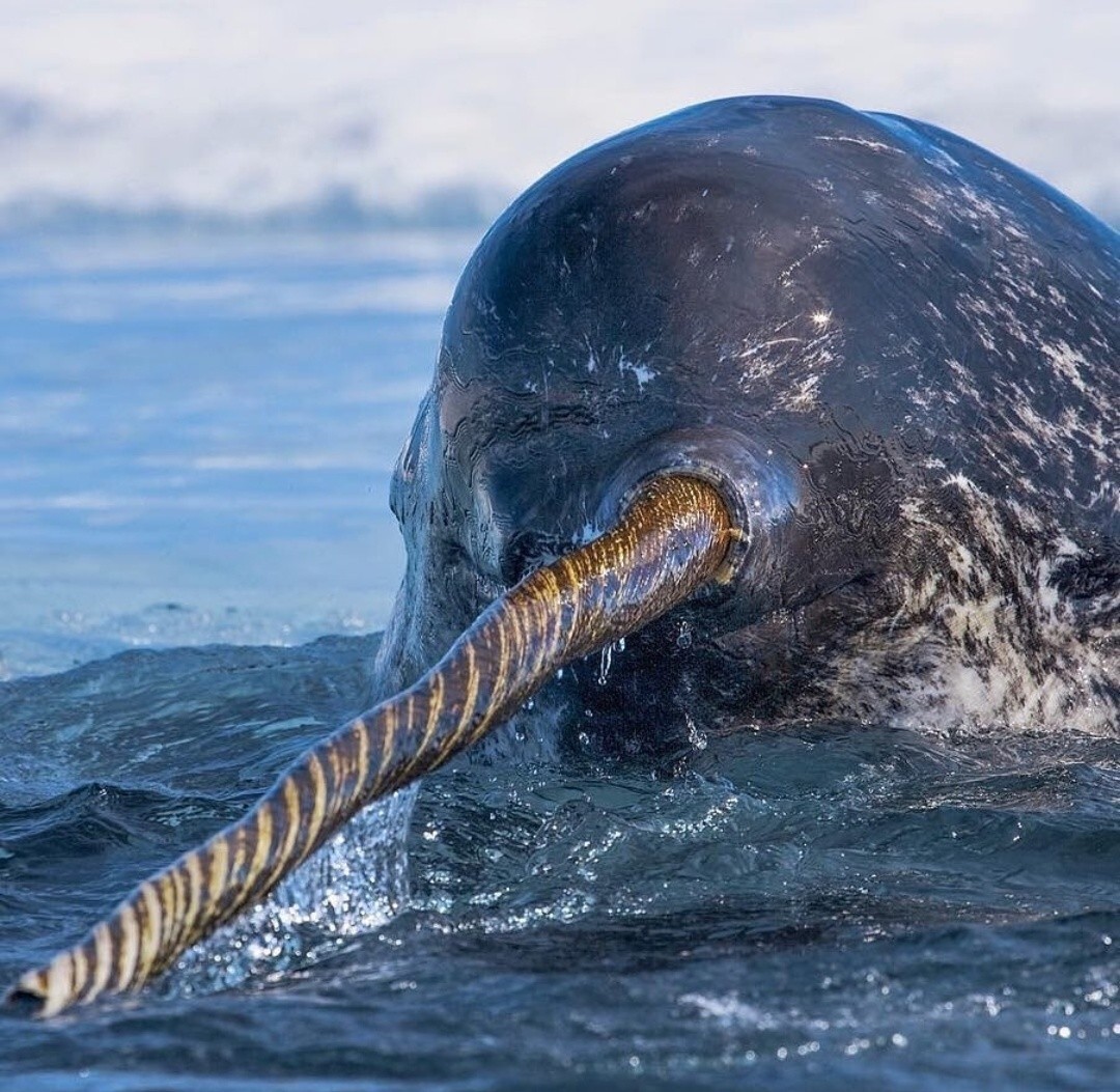 Narwhal - The photo, Underwater world, Narwhals, Wild animals, Cetaceans