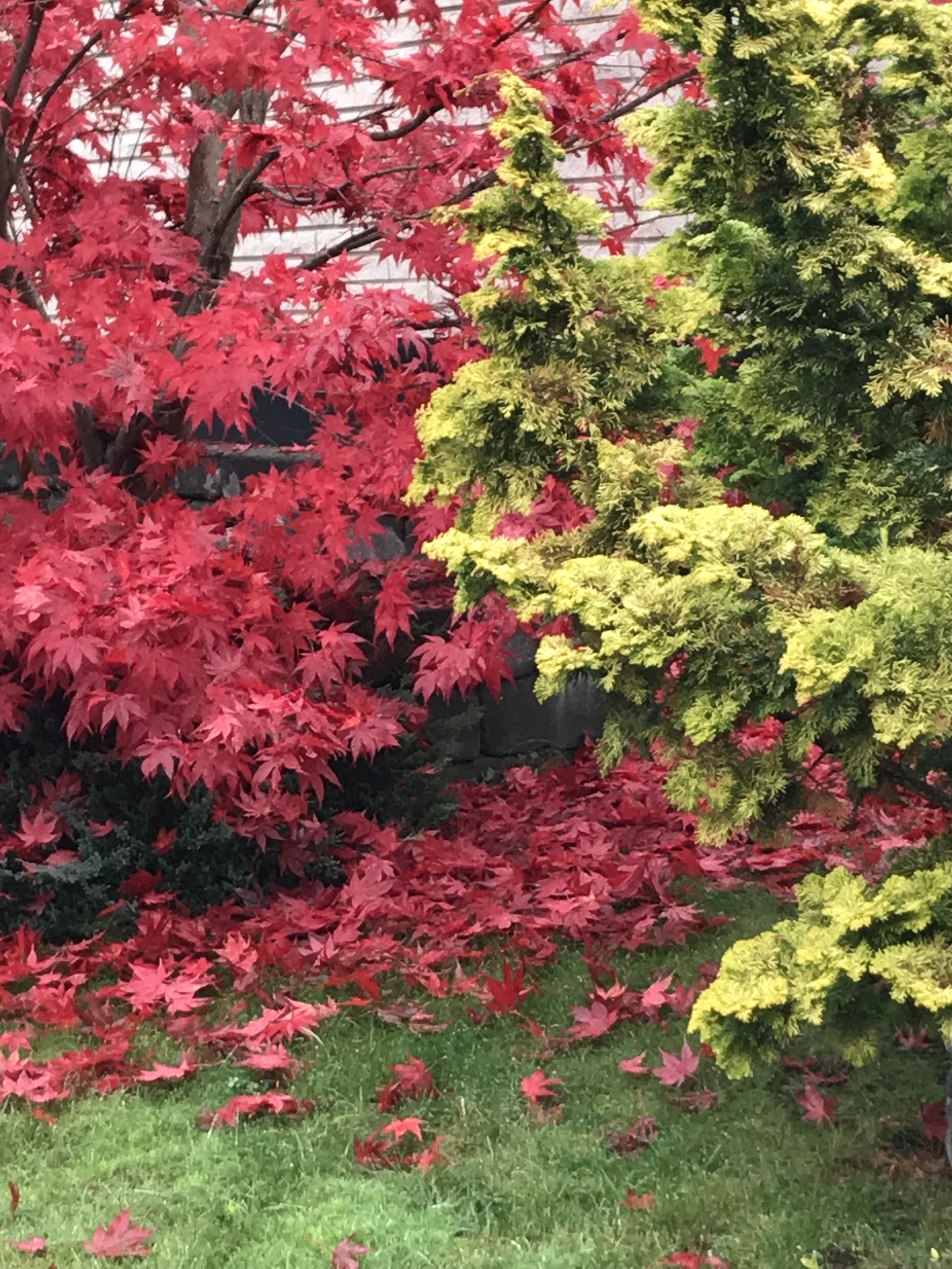 Red vs green - My, Red, Green, Contrast, Autumn, Nature