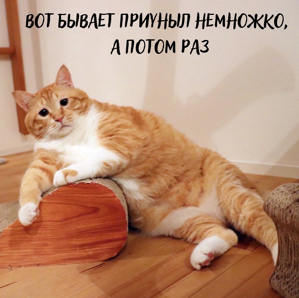 Busy day of one ginger cat - Humor, cat, Longpost, Pets, Depressed