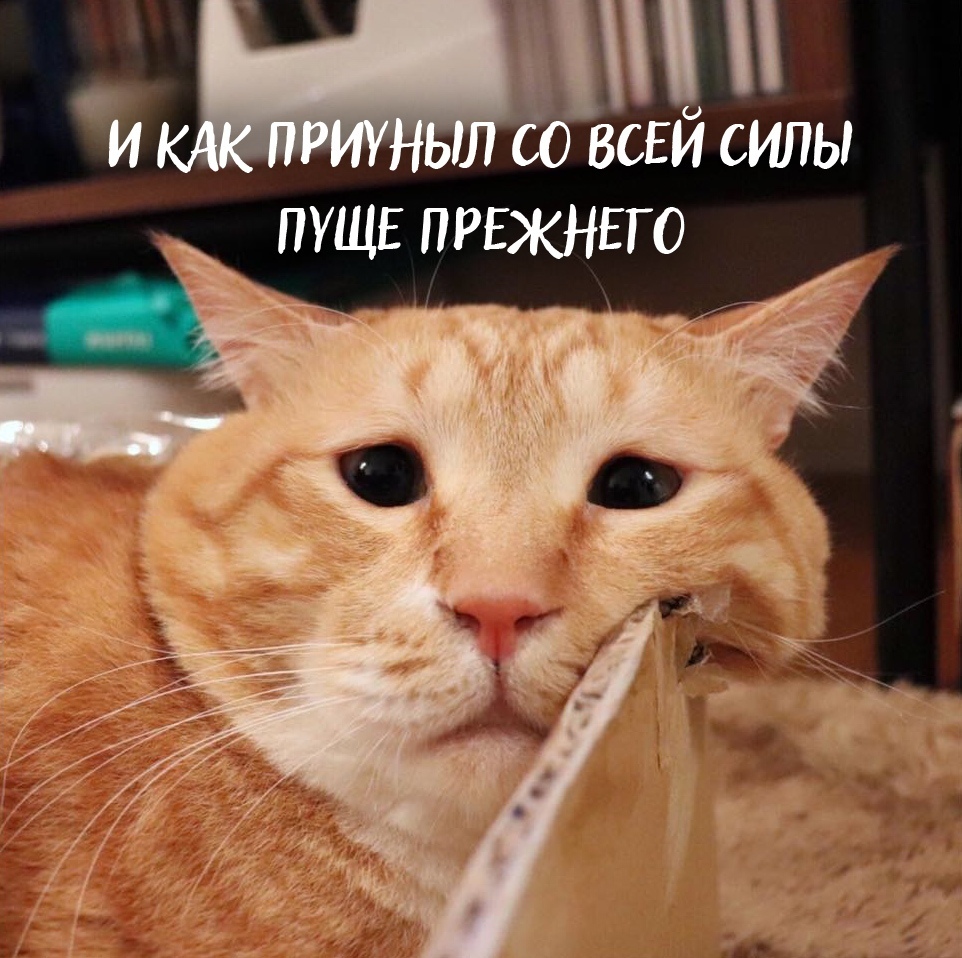 Busy day of one ginger cat - Humor, cat, Longpost, Pets, Depressed