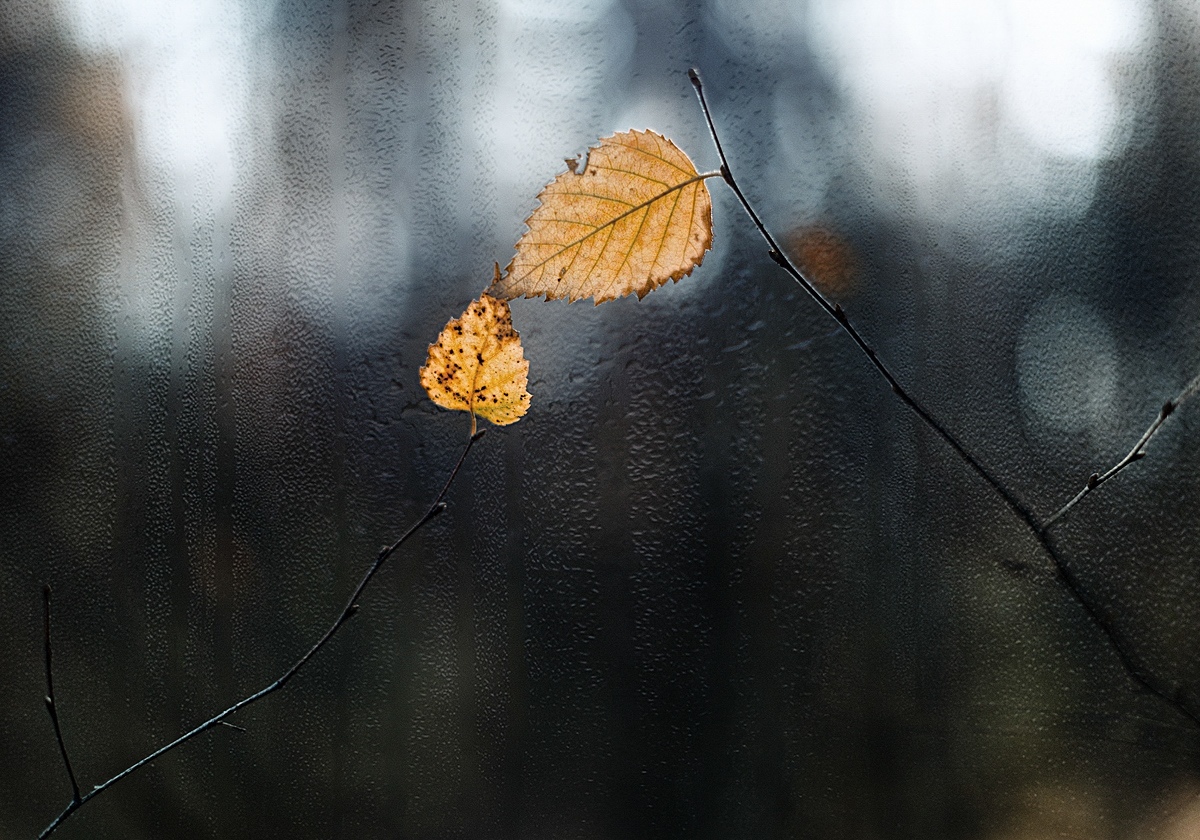 Moment of autumn - Autumn, The photo, Foliage, Outside the window