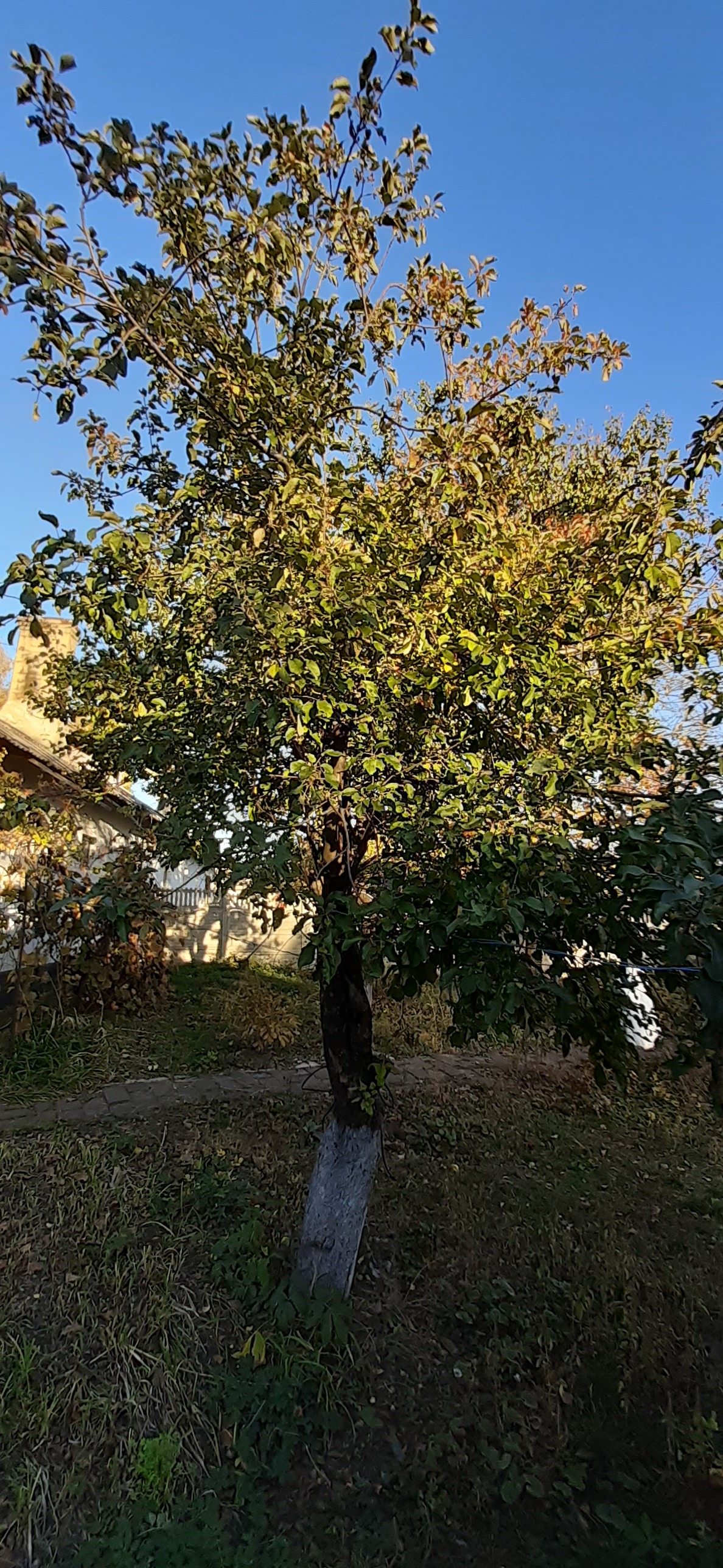 Воля к жизни - Моё, Фото на тапок, Жизнь, Чудо, Длиннопост