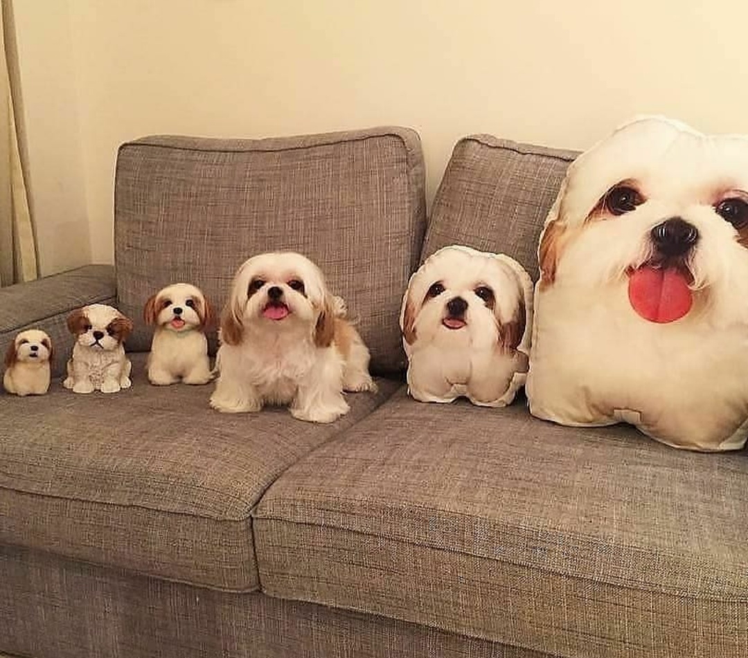 When the owner is your fan - Dog, Pillow, Copy, Pets, Pillow Toy