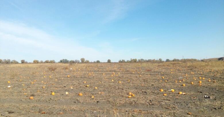 An Astrakhan resident spoke about ownerless fields of watermelons and melons - My, Astrakhan, Astrakhan Region, Сельское хозяйство, Harvest, Longpost