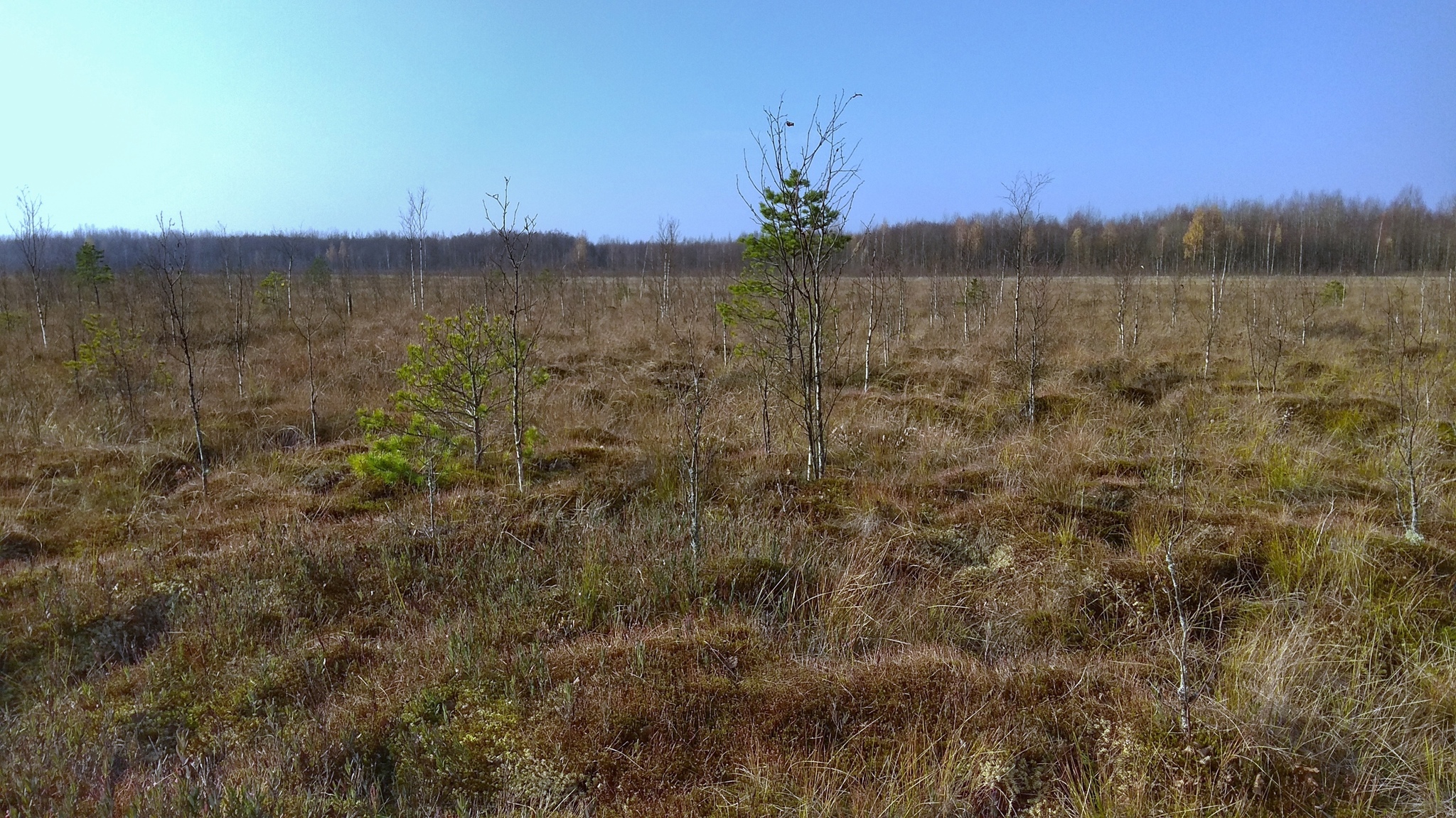 Eco-trail of the Yelnya swamp massif - My, Republic of Belarus, Yelnya, Swamp, Tourism, Video, Autumn, Longpost, Eco-trail