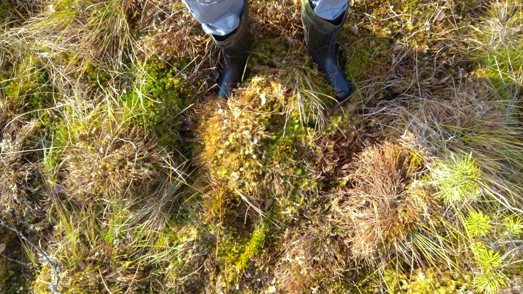 Eco-trail of the Yelnya swamp massif - My, Republic of Belarus, Yelnya, Swamp, Tourism, Video, Autumn, Longpost, Eco-trail