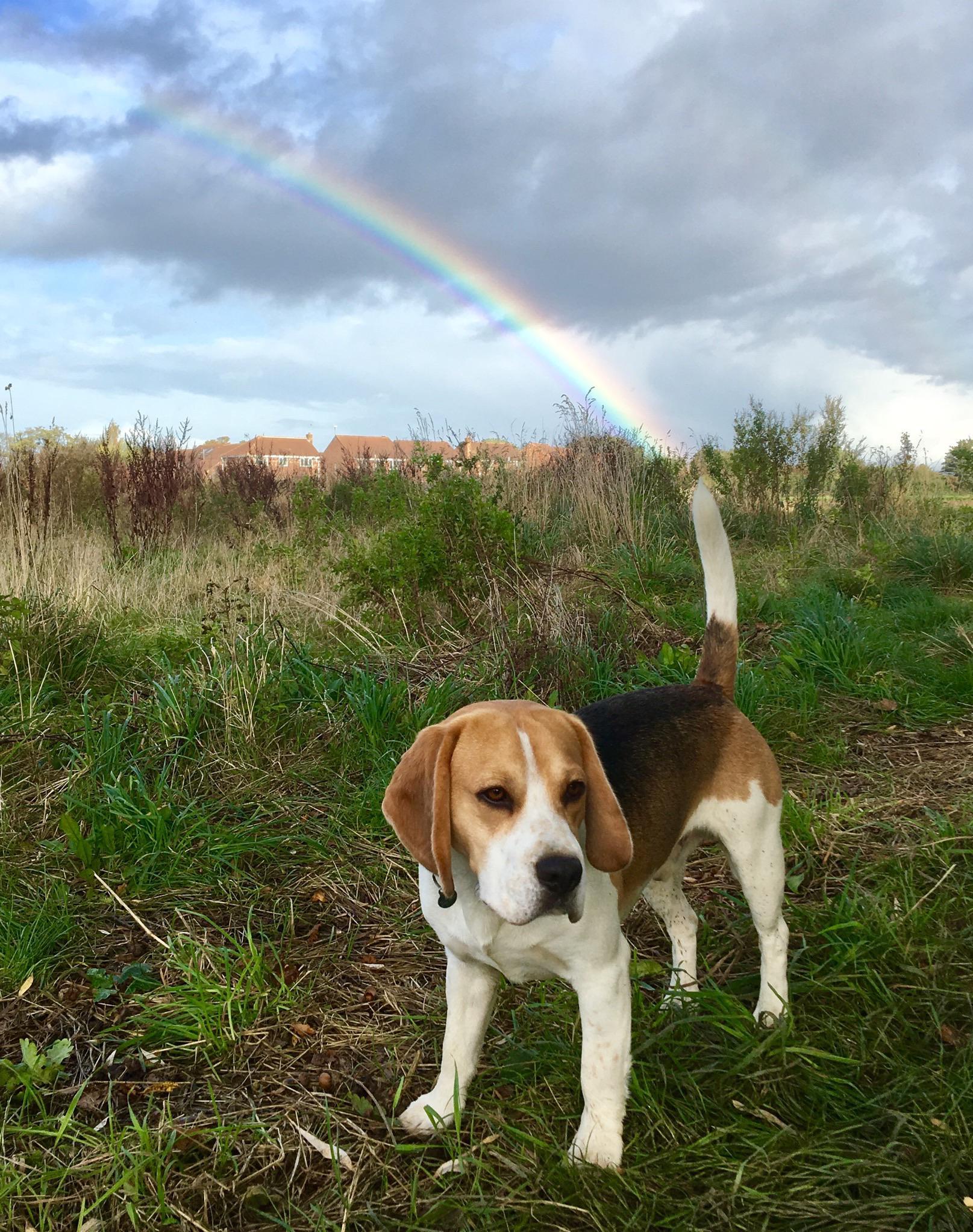 Rainbow-tailed - Dog, Rainbow, Beagle