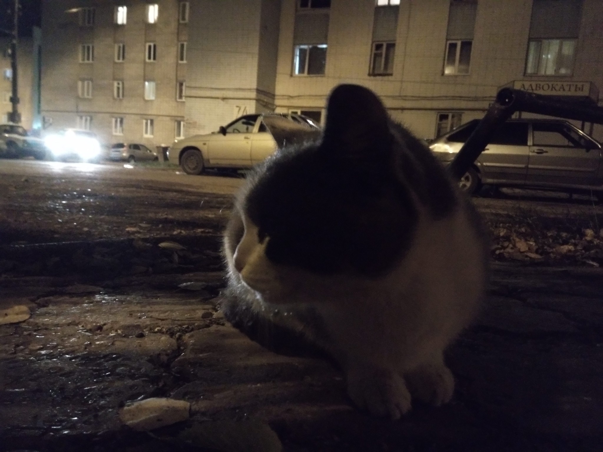 Street cats - My, cat, Catomafia, The photo, Longpost, Animals