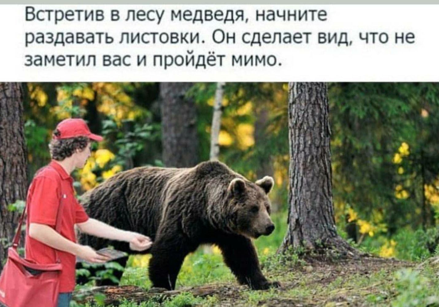 Lifehack - The Bears, Forest, Leaflets, Picture with text