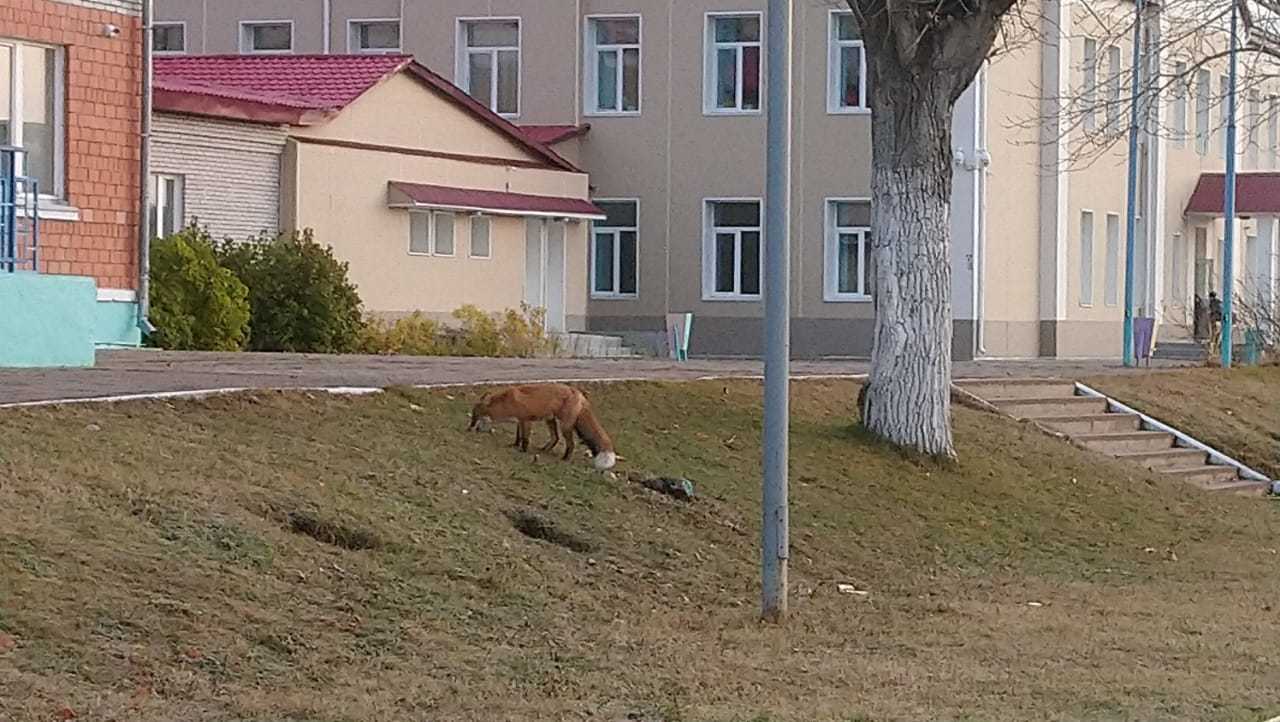 Red-haired student - My, Fox, School, Animals, Video, Longpost