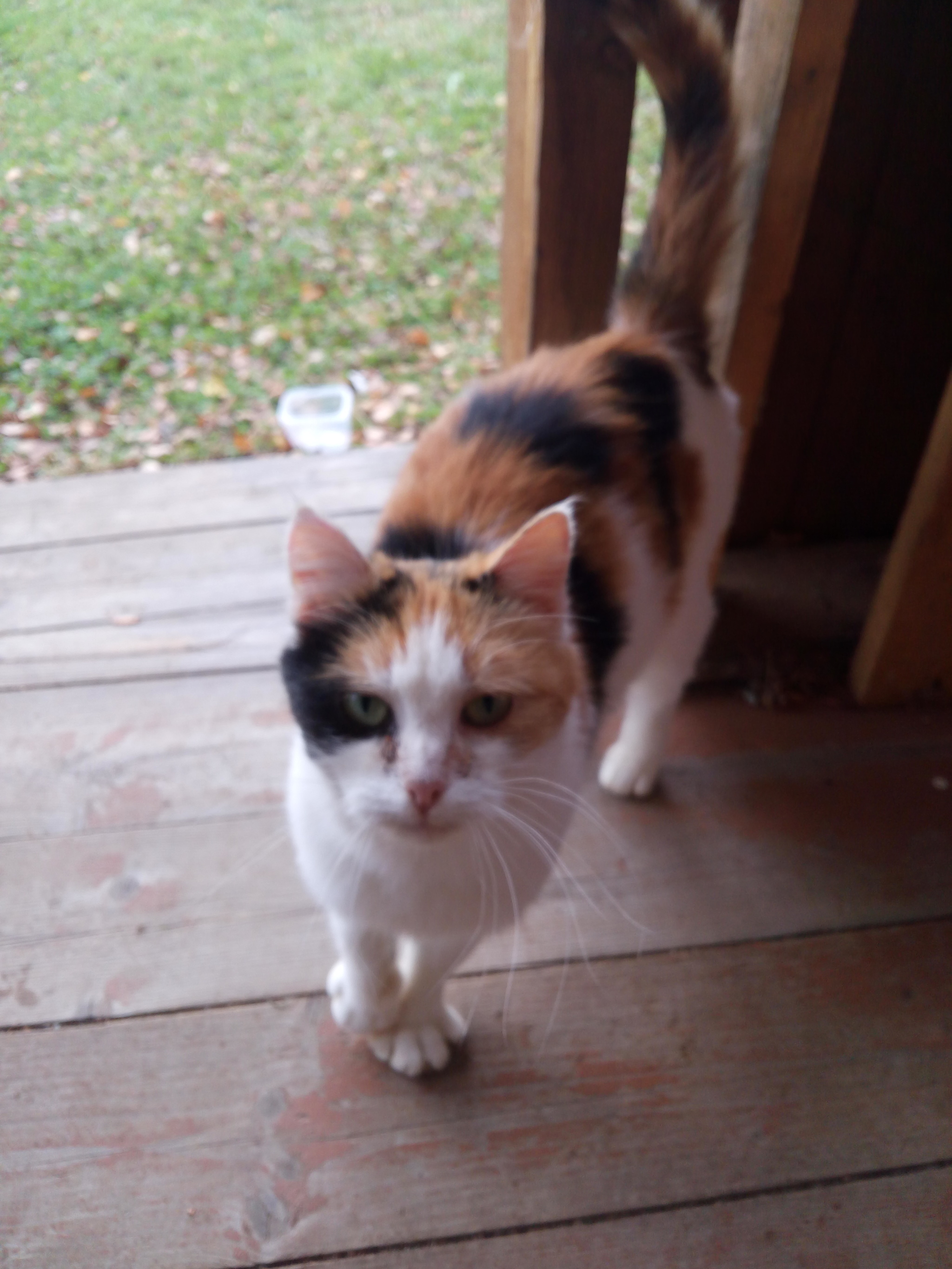 3 kilos of a tricolor cat from dachas near Moscow. - My, cat, Moscow region, Moscow, In good hands, Is free