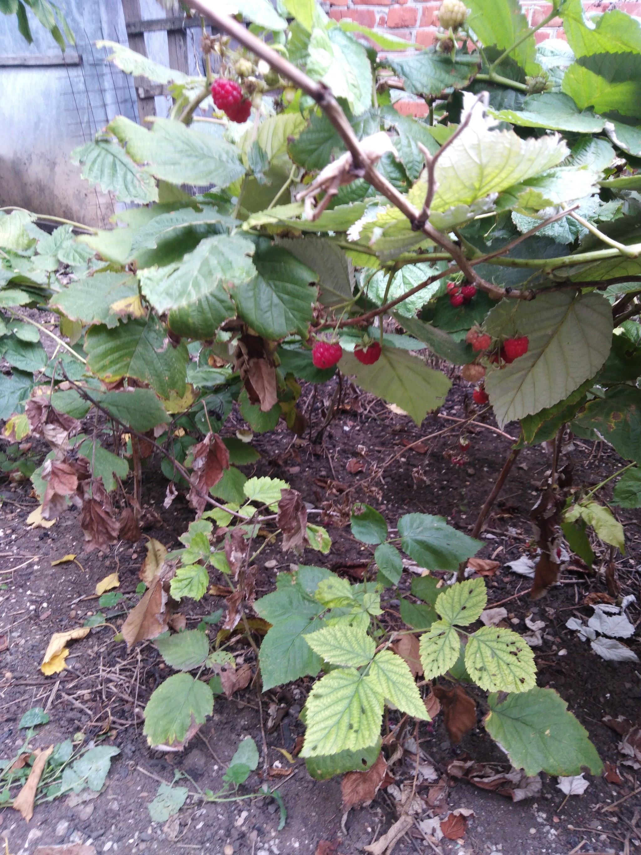 Meanwhile, in the Krasnodar region. - My, Garden, Garden, Autumn, Harvest, Краснодарский Край, Longpost