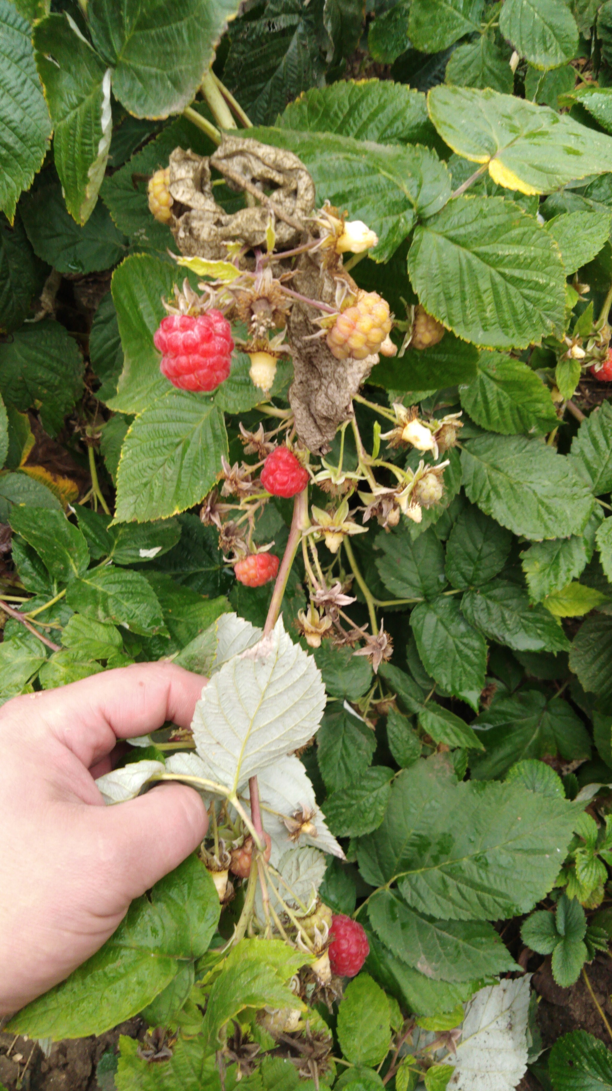 Meanwhile, in the Krasnodar region. - My, Garden, Garden, Autumn, Harvest, Краснодарский Край, Longpost