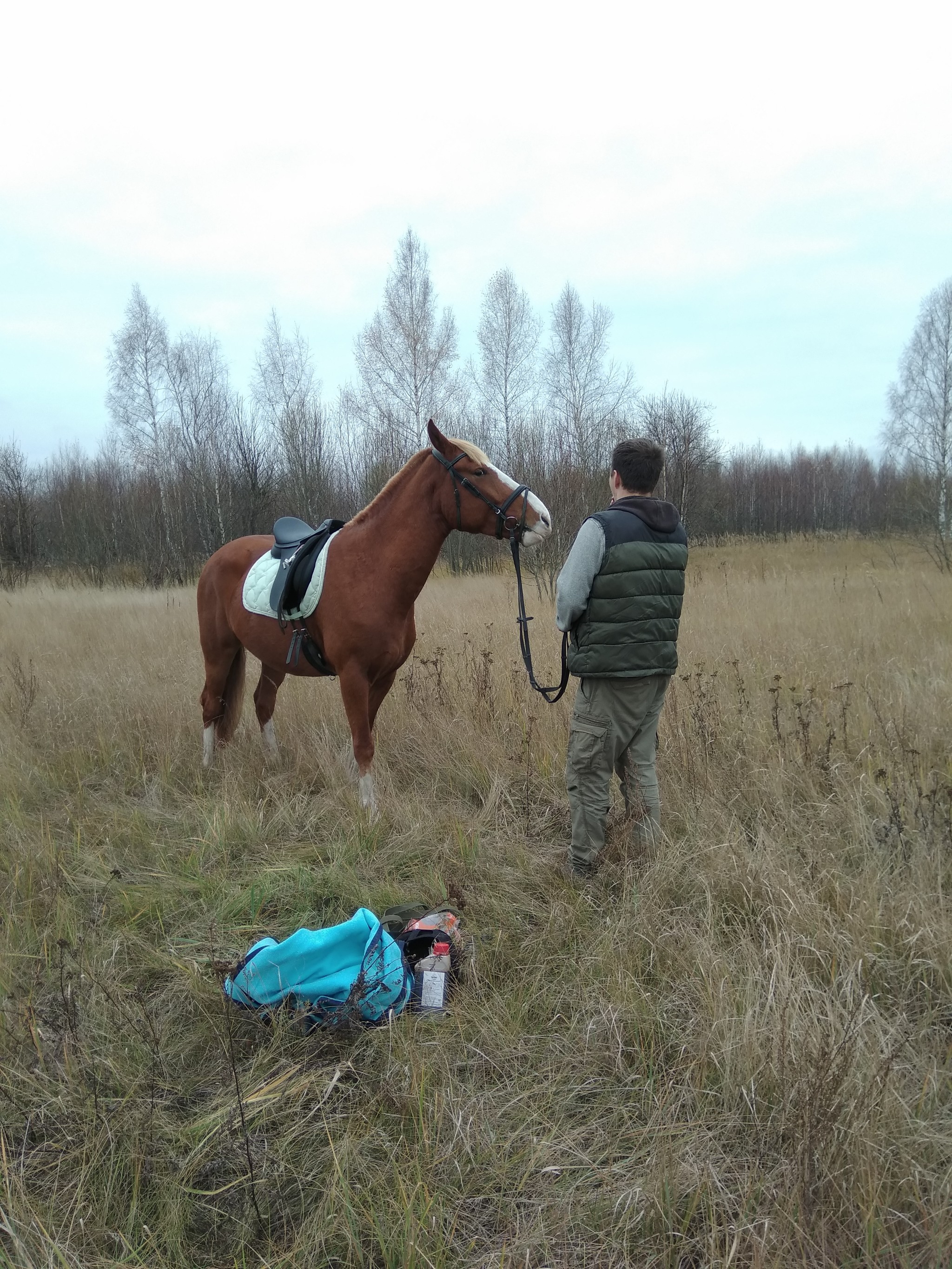 How I Almost Killed Poof - My, Horse Stories, Horses, Relocation, Longpost