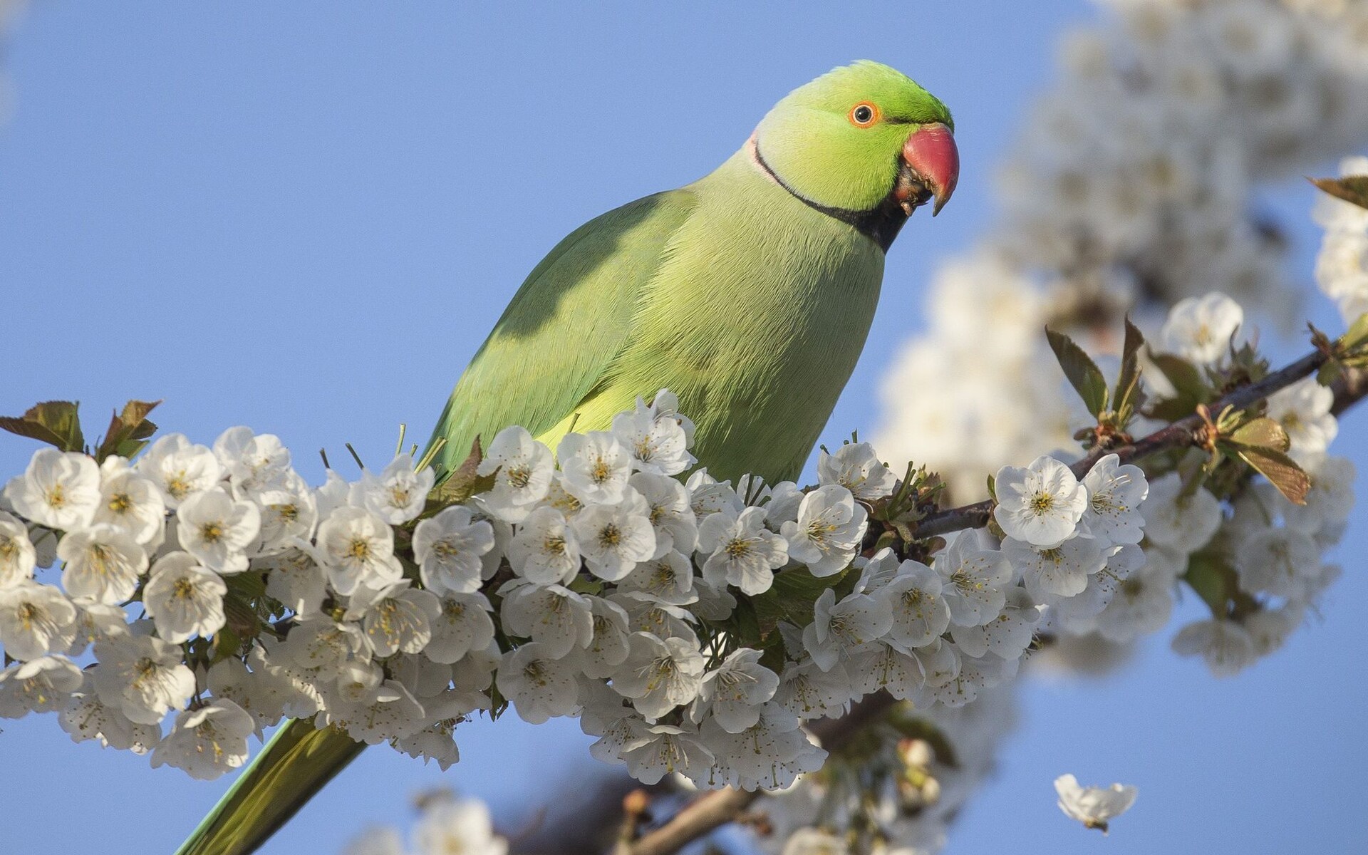 Norway parrot Gunnar - The science, Ornithology, A parrot, Return of the prodigal parrot, Norway, Birds, Copy-paste, Elementy ru, Longpost