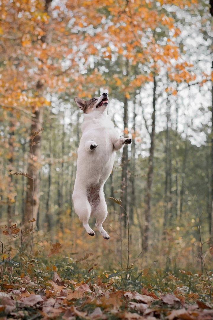 Take off - My, Animals, Pets, Cur, Milota, Longpost