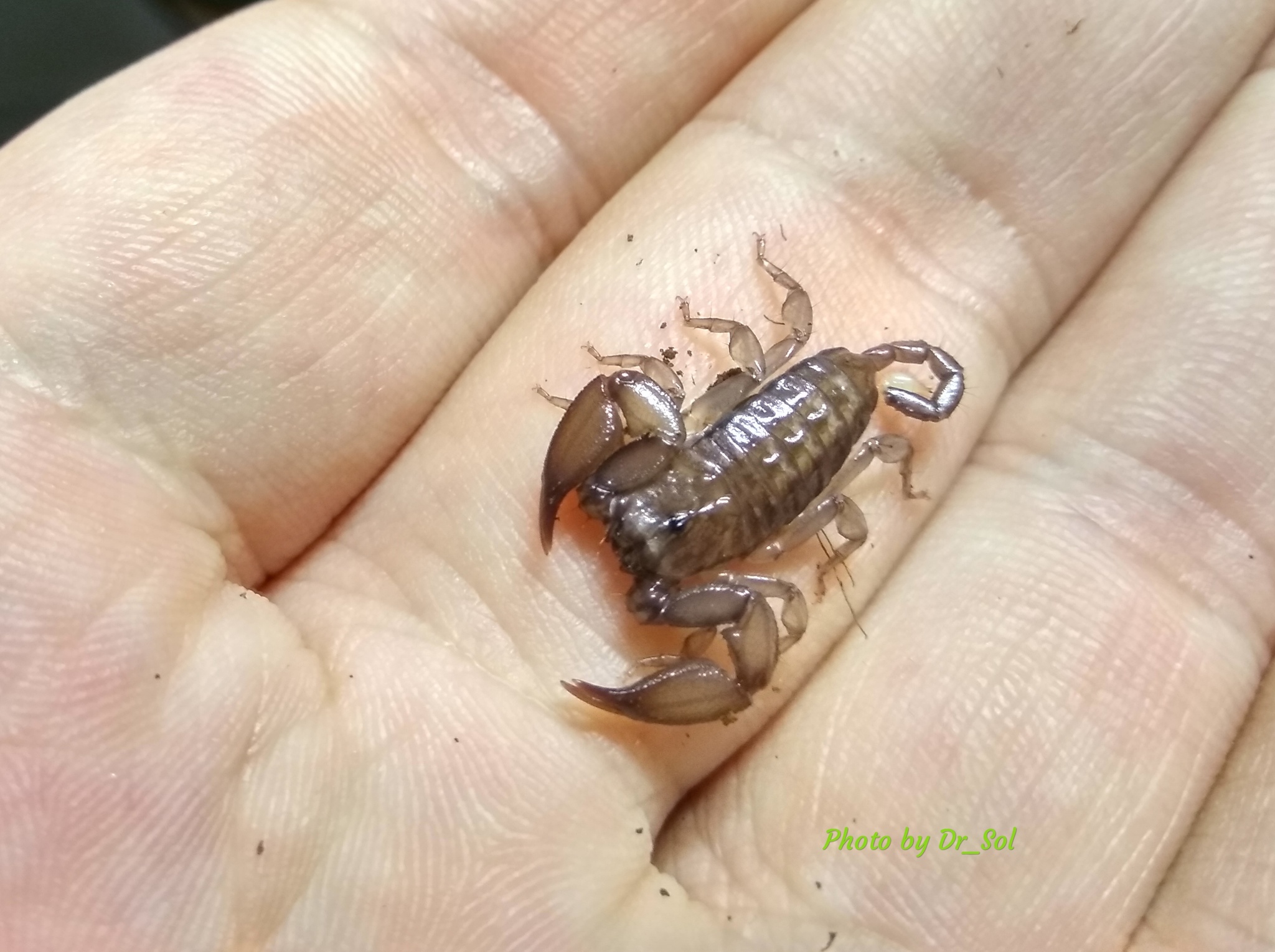 Scorpios. Updated post. - My, Scorpion, Milota, Pets, Pet, Arachnophobia, Longpost