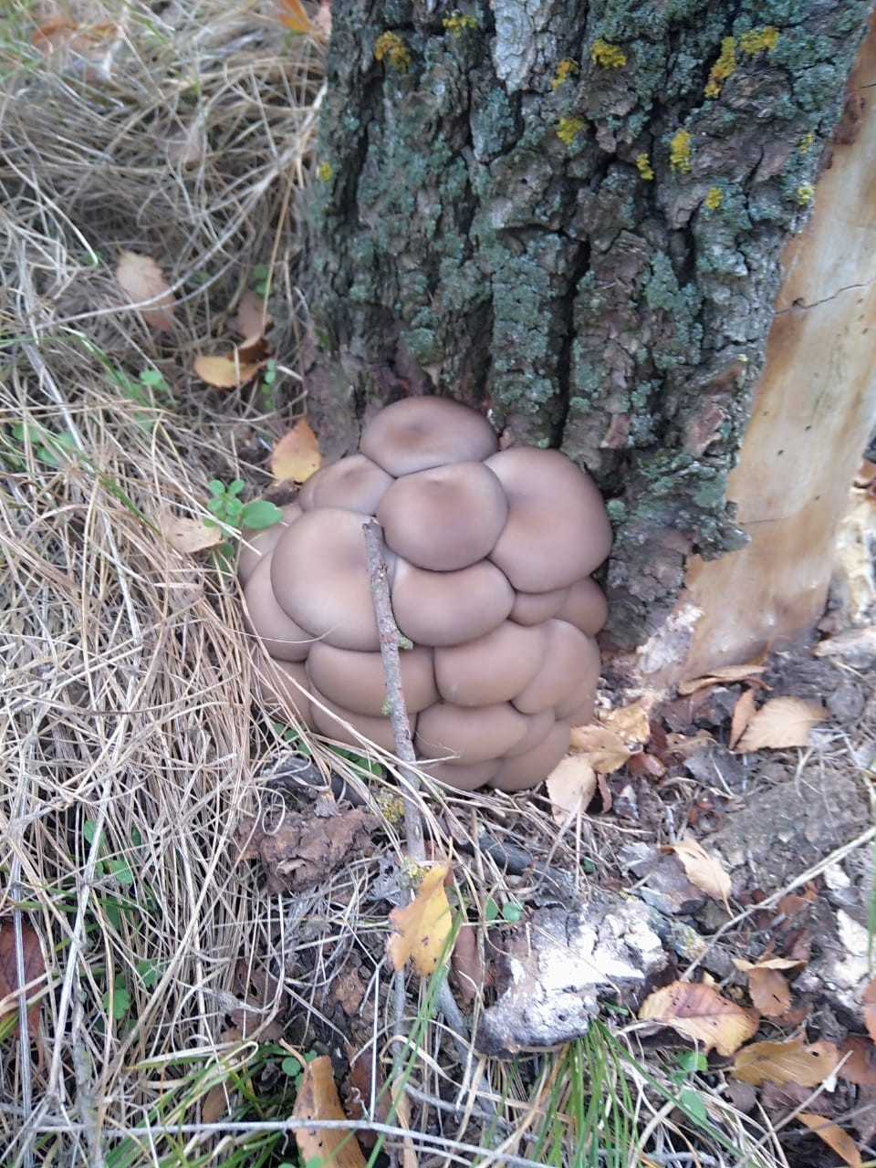 Silent hunting again Volgodonsk - My, Silent hunt, Mushrooms, Tricholoma, Longpost