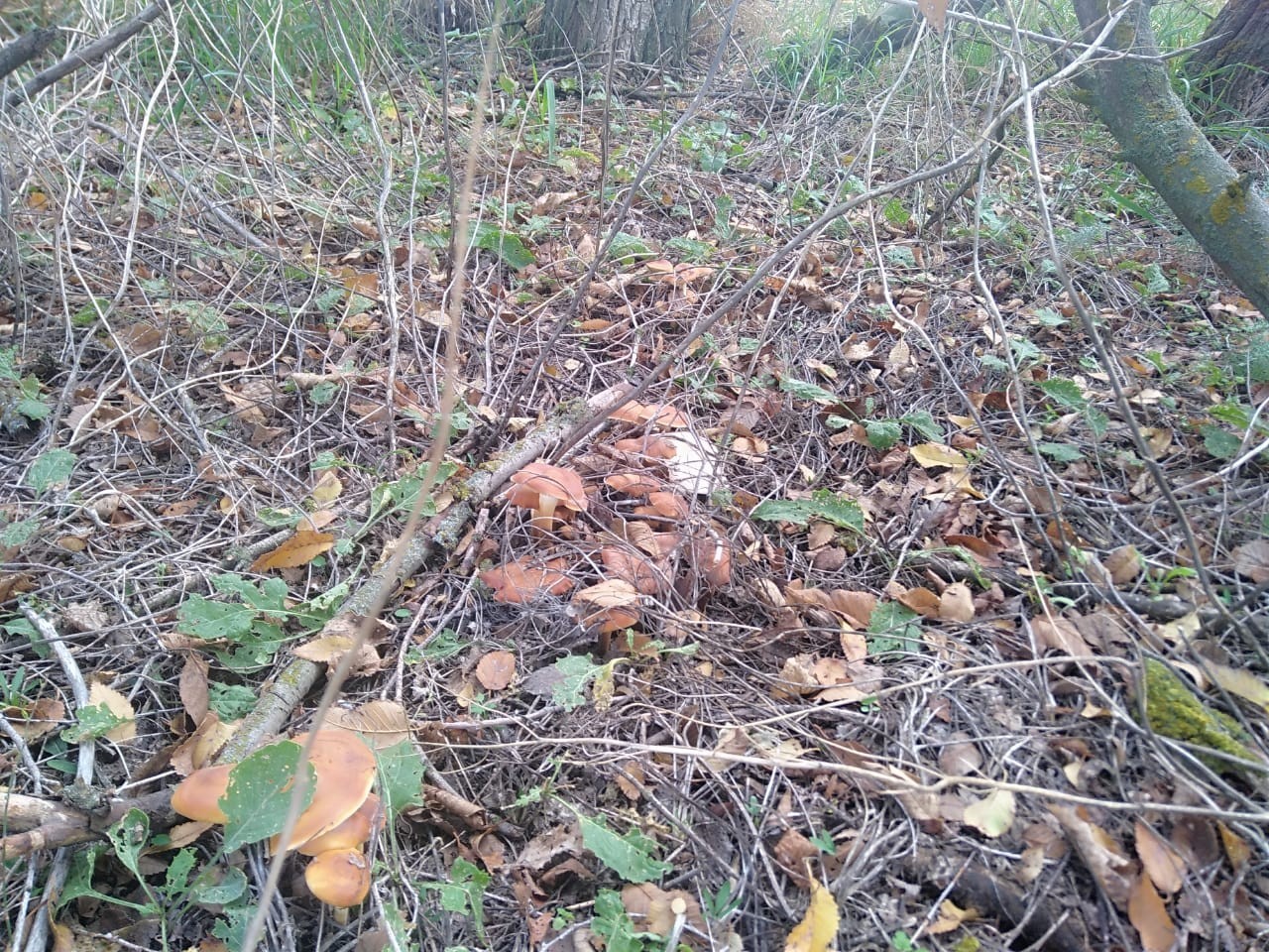 Silent hunting again Volgodonsk - My, Silent hunt, Mushrooms, Tricholoma, Longpost