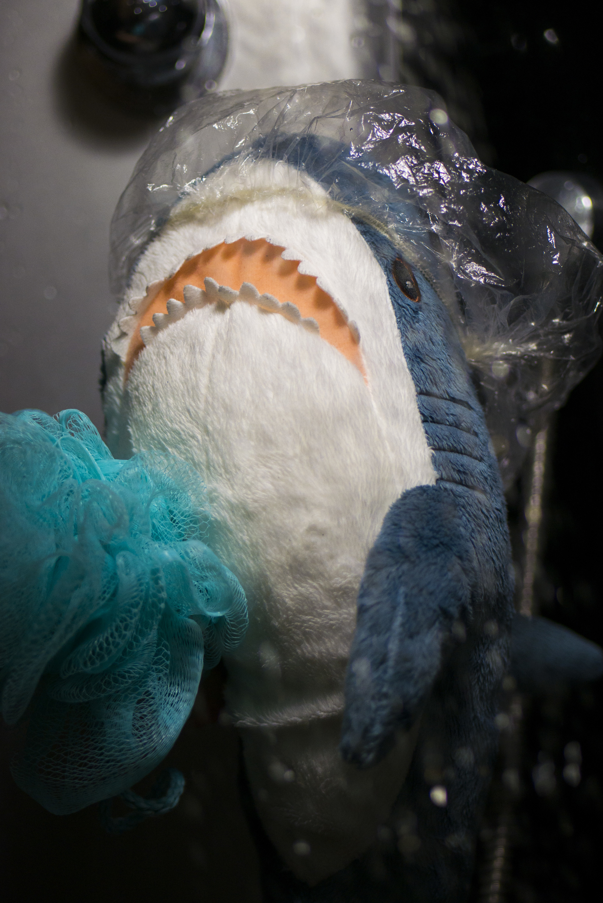 Shark Tuna - lifestyle blogger - My, Shark, Plush Toys, The photo, Autumn, Blohey, IKEA, Instagram, Video, Longpost