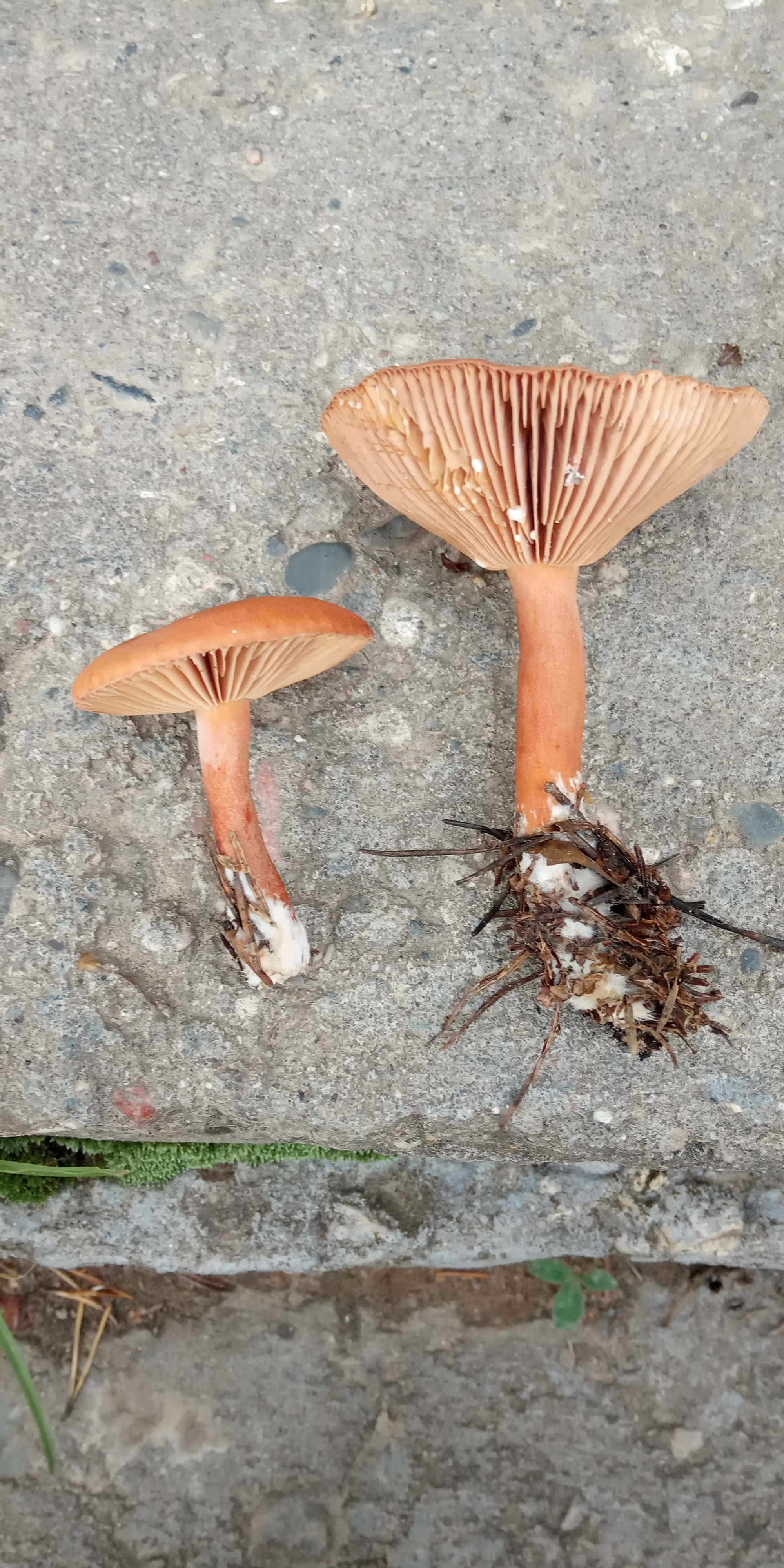 The last beauty. - My, Mushrooms, Mushroom season, Longpost