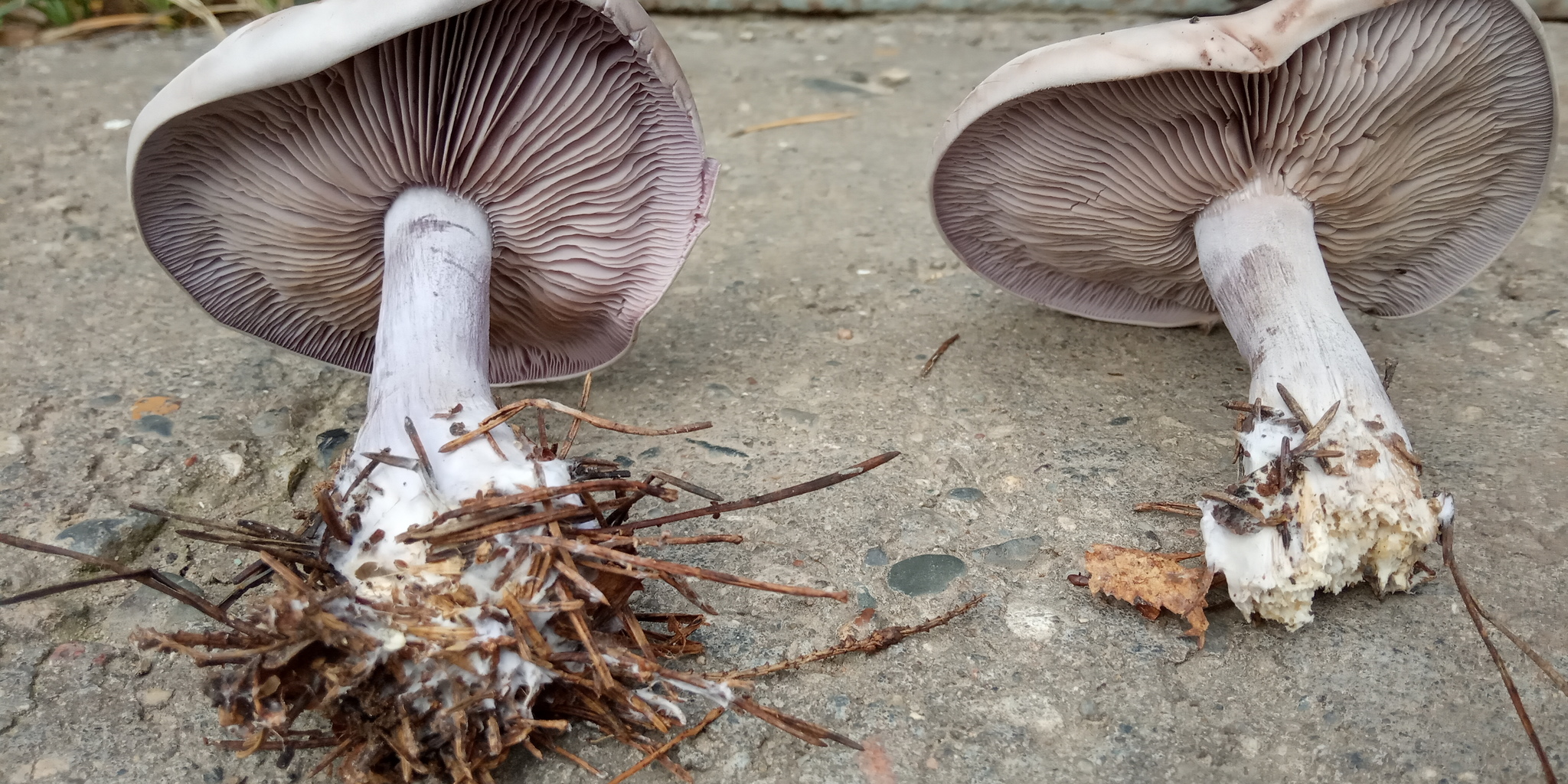 The last beauty. - My, Mushrooms, Mushroom season, Longpost