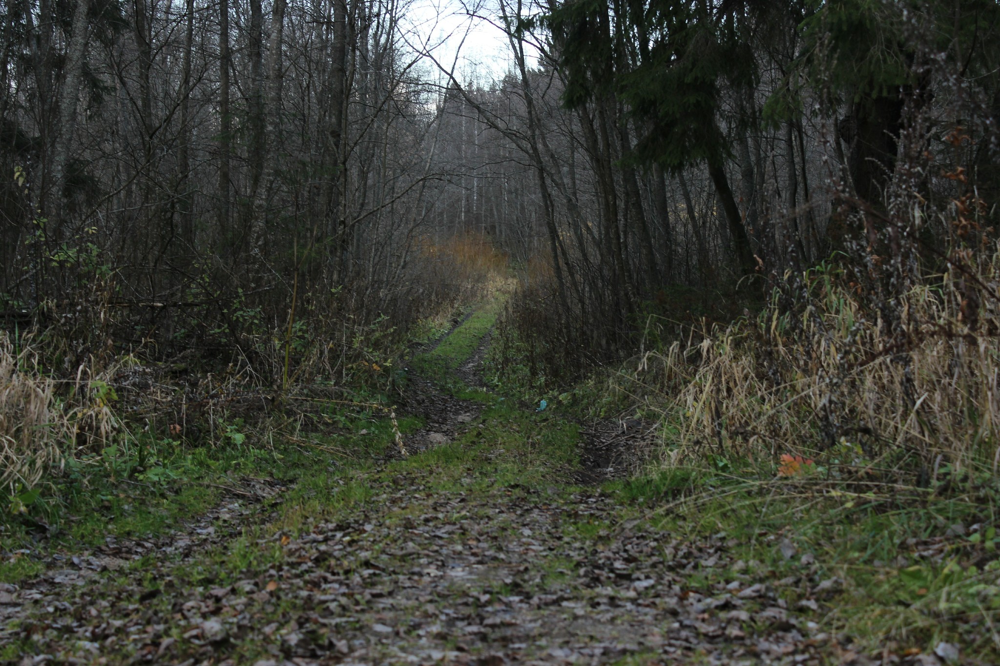 I went into the forest (no, just for a walk, not what you thought), and there was such beauty, I couldn’t help but share - wildlife, The photo, Autumn, Longpost