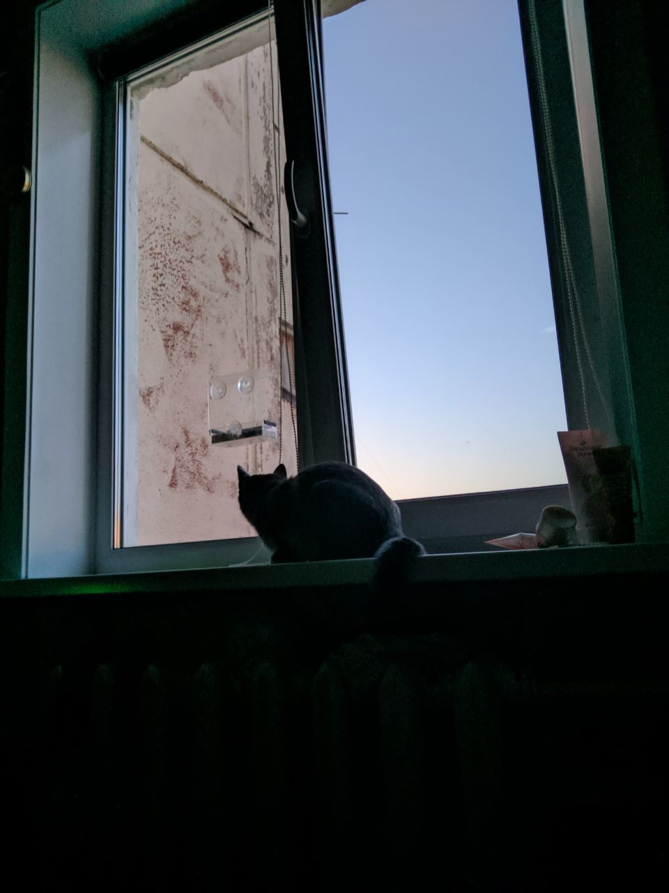 Feeder on the window - My, Birds, cat, Trough, Longpost, Video