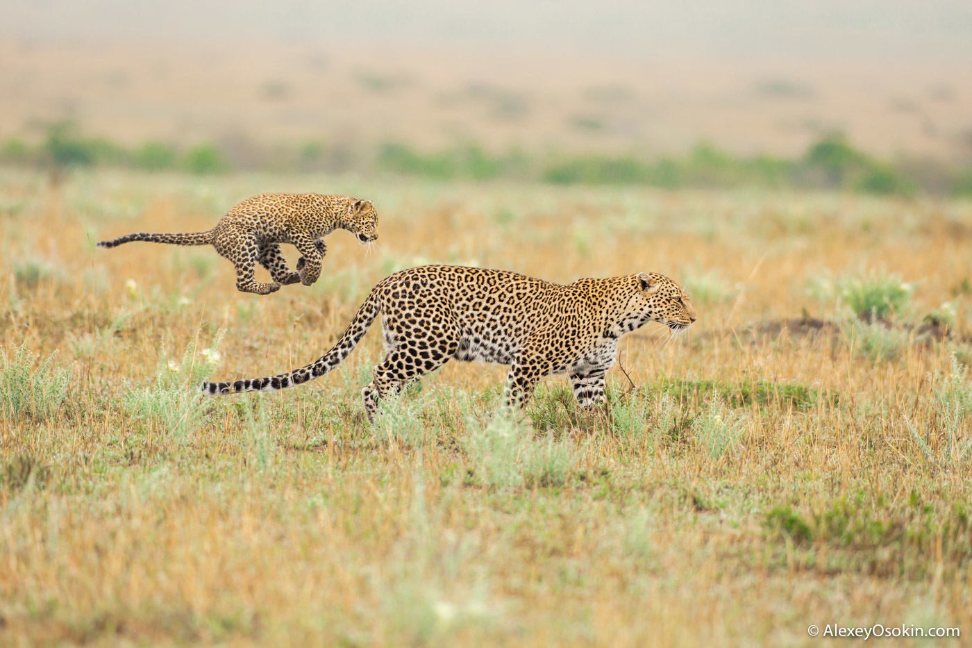 How do lion cubs differ from other kittens? - a lion, Alexey Osokin, Longpost, Lion cubs, Lioness, Wild animals, Big cats, Africa, The photo