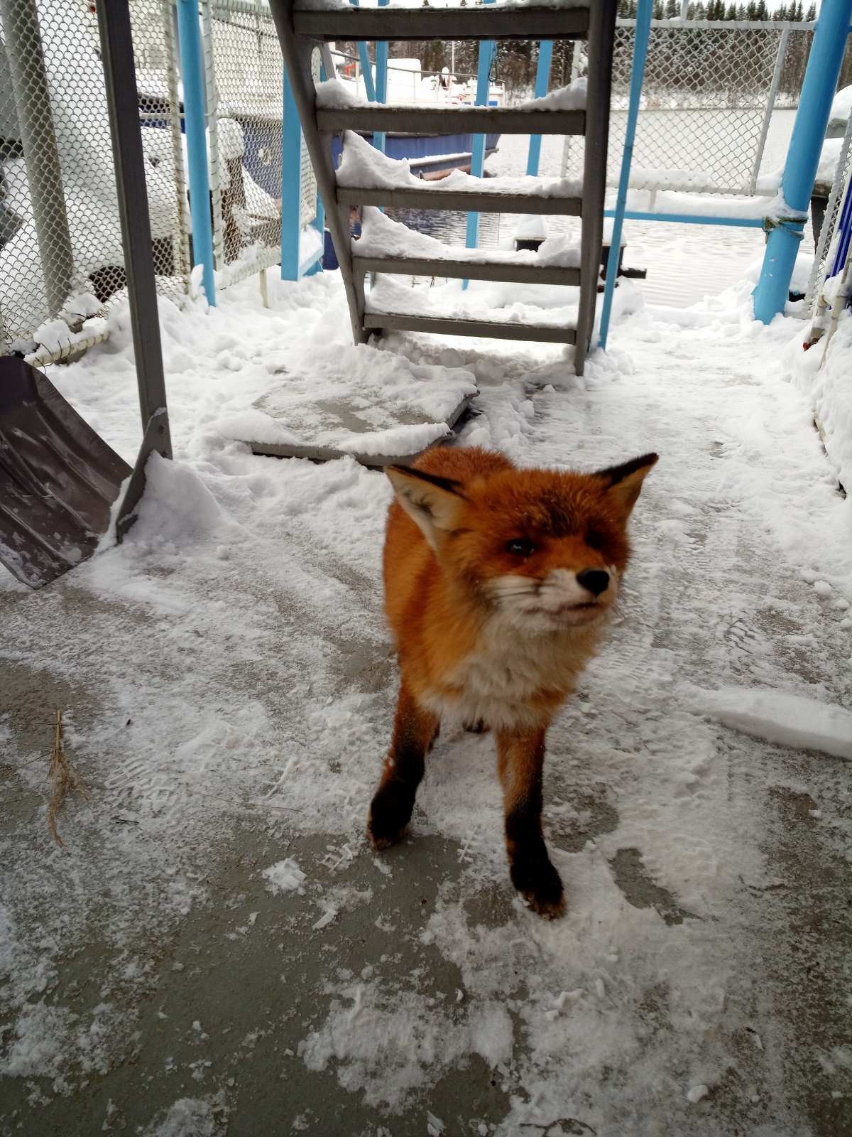 Fox - Fox, Berezniki, The photo, Longpost, Fyr