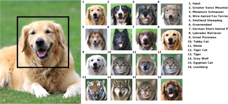 NVIDIA presented a neural network with which you can find out what your pet would look like if it were another animal. - Machine learning, Нейронные сети, Pets, Animals, Nvidia