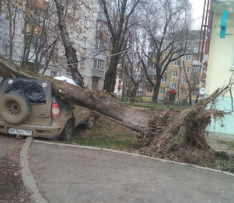 Karma - Karma, Permian, Неправильная парковка, Auto, Tree