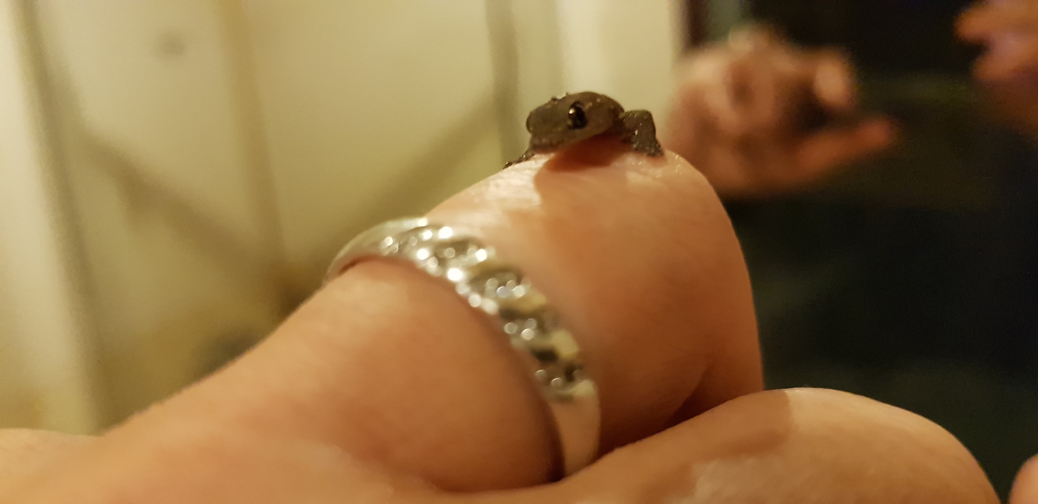 Hello - My, Suddenly, Greetings, Gecko