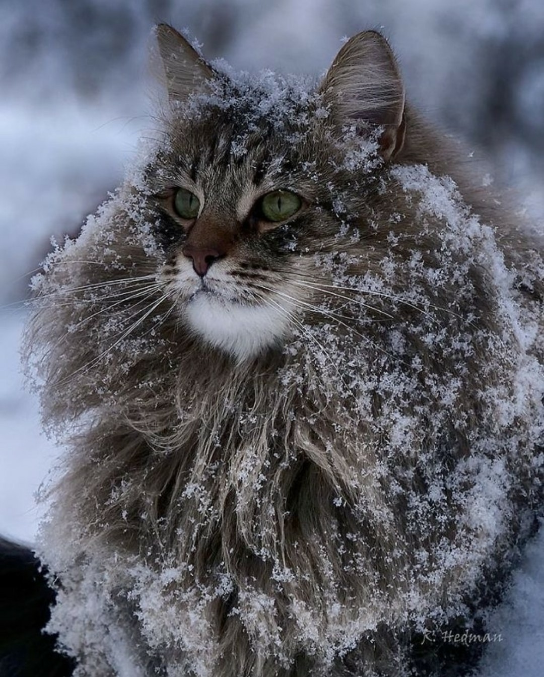 The kings of winter are Norwegian forest cats. - Catomafia, cat, Norwegian Forest Cat, Animals, Longpost