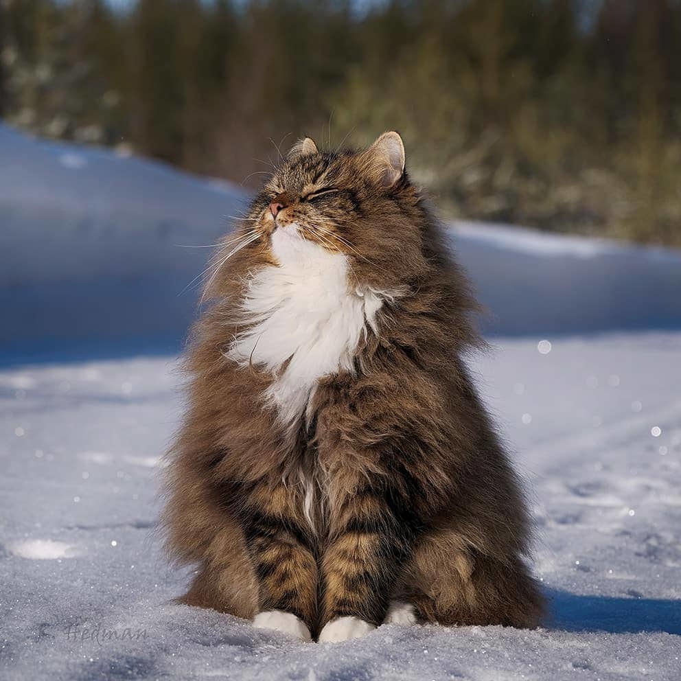 Gorgeous Norwegian Forest Cats that are huge, fluffy and love snow - cat, Norwegian Forest Cat, Snow, Finland, Longpost, PHOTOSESSION