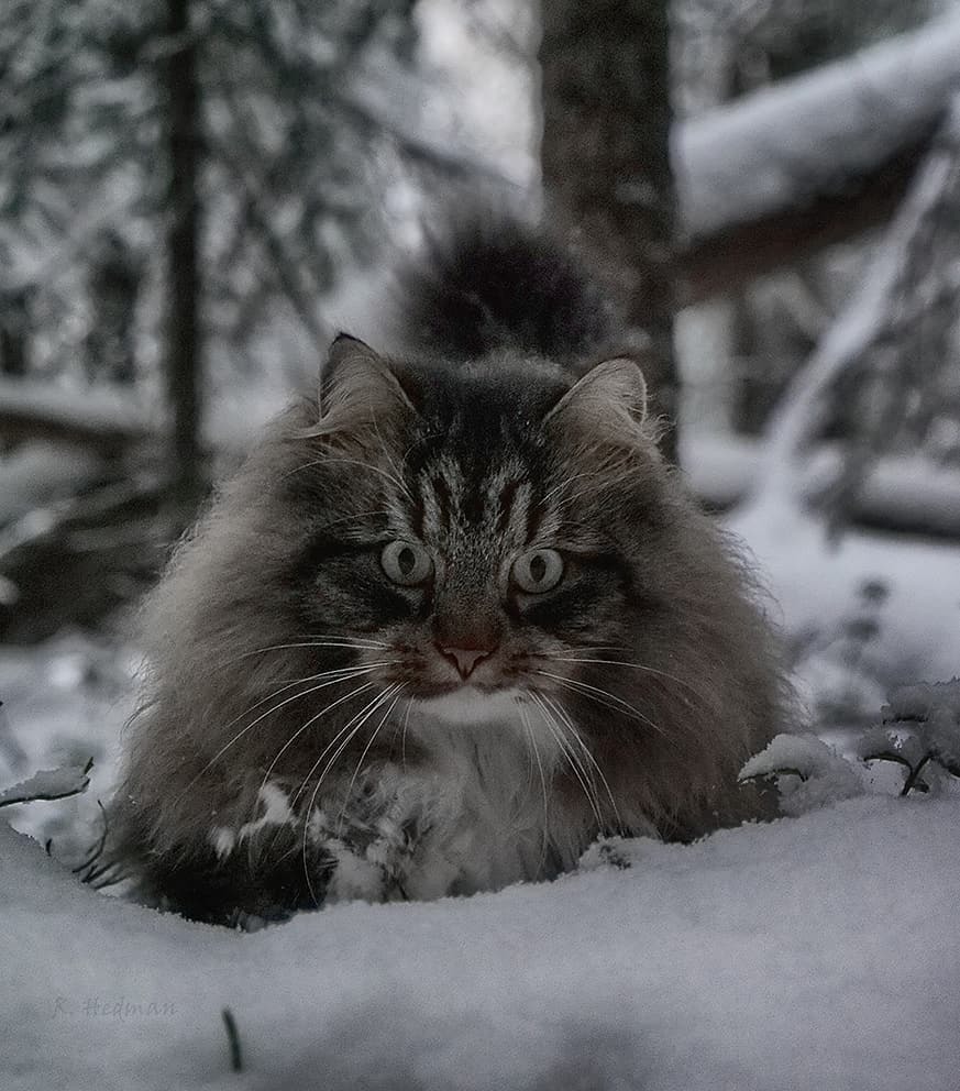 Шикарные норвежские лесные кошки, которые огромны, пушисты и обожают снег |  Пикабу